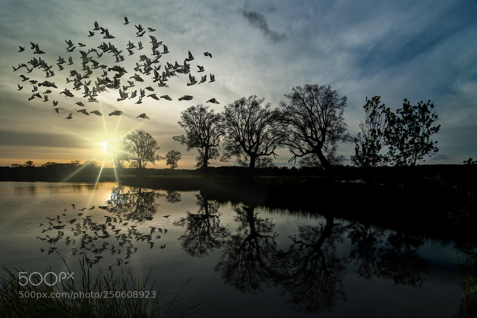 Nikon D800E sample photo. Reflection of trees and photography