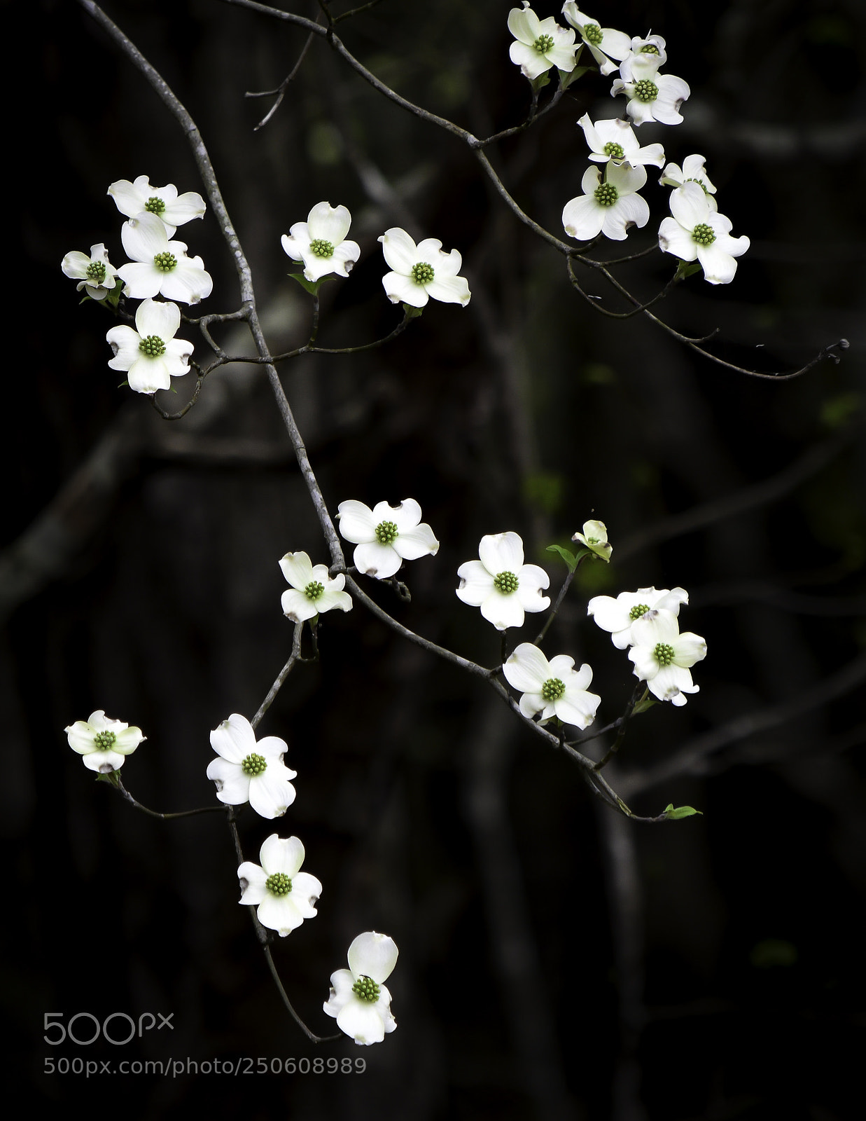 Nikon D5500 sample photo. Dogwood photography