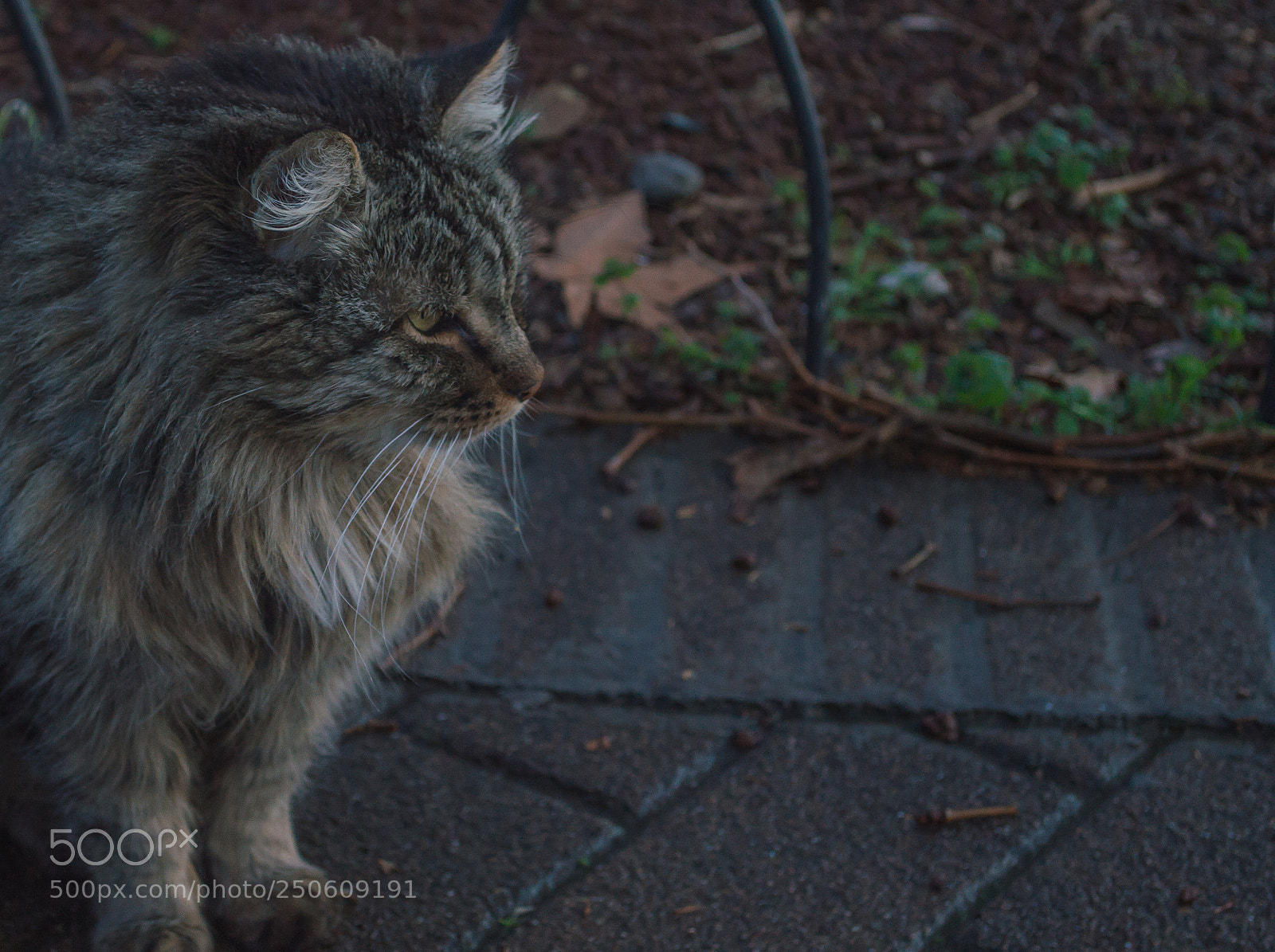 Nikon D3200 sample photo. Cat photography