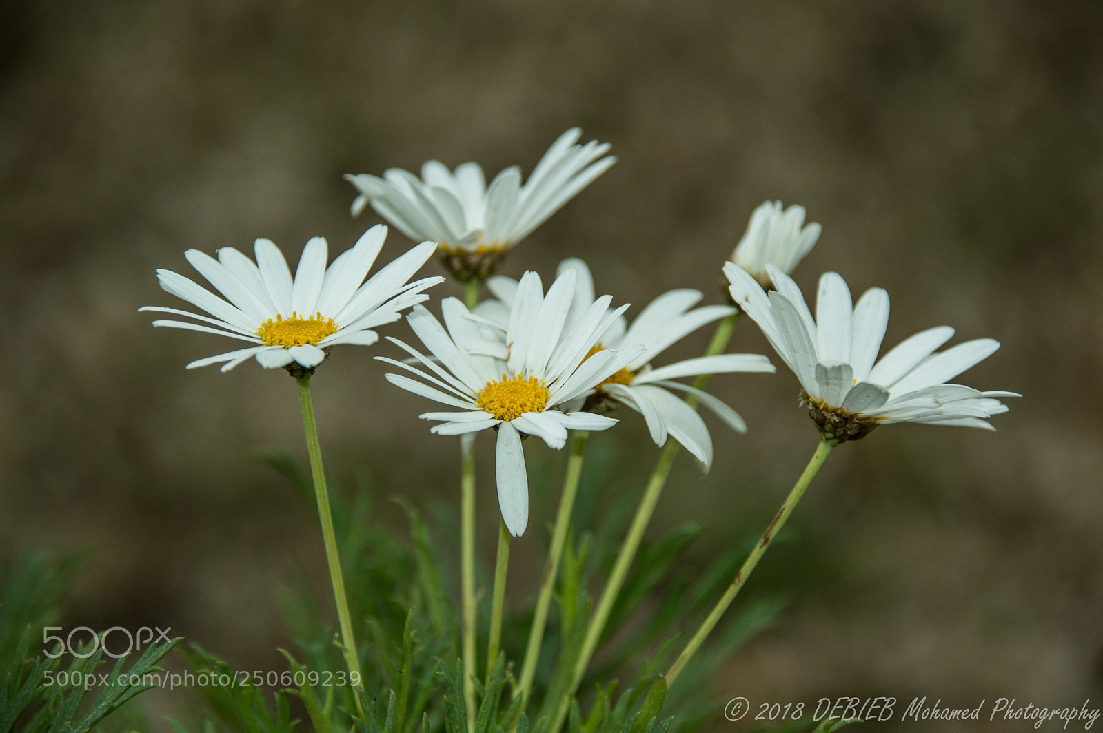 Nikon D3200 sample photo. Flowers photography