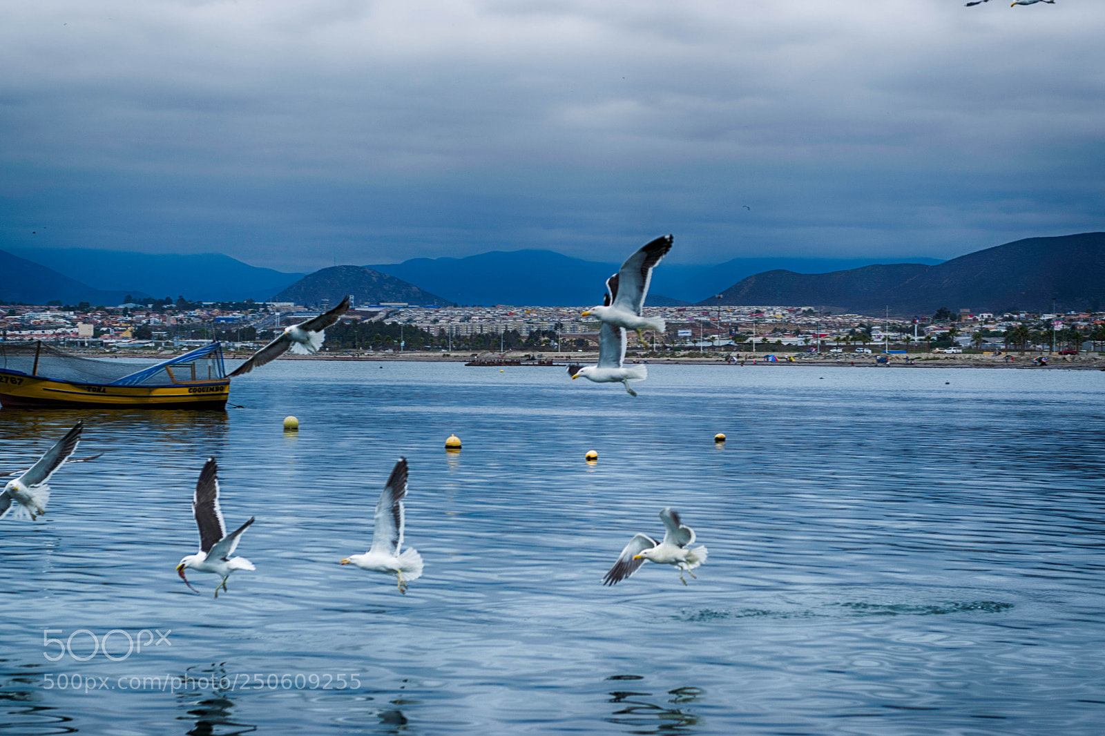 Nikon D5300 sample photo. Gaviotas photography