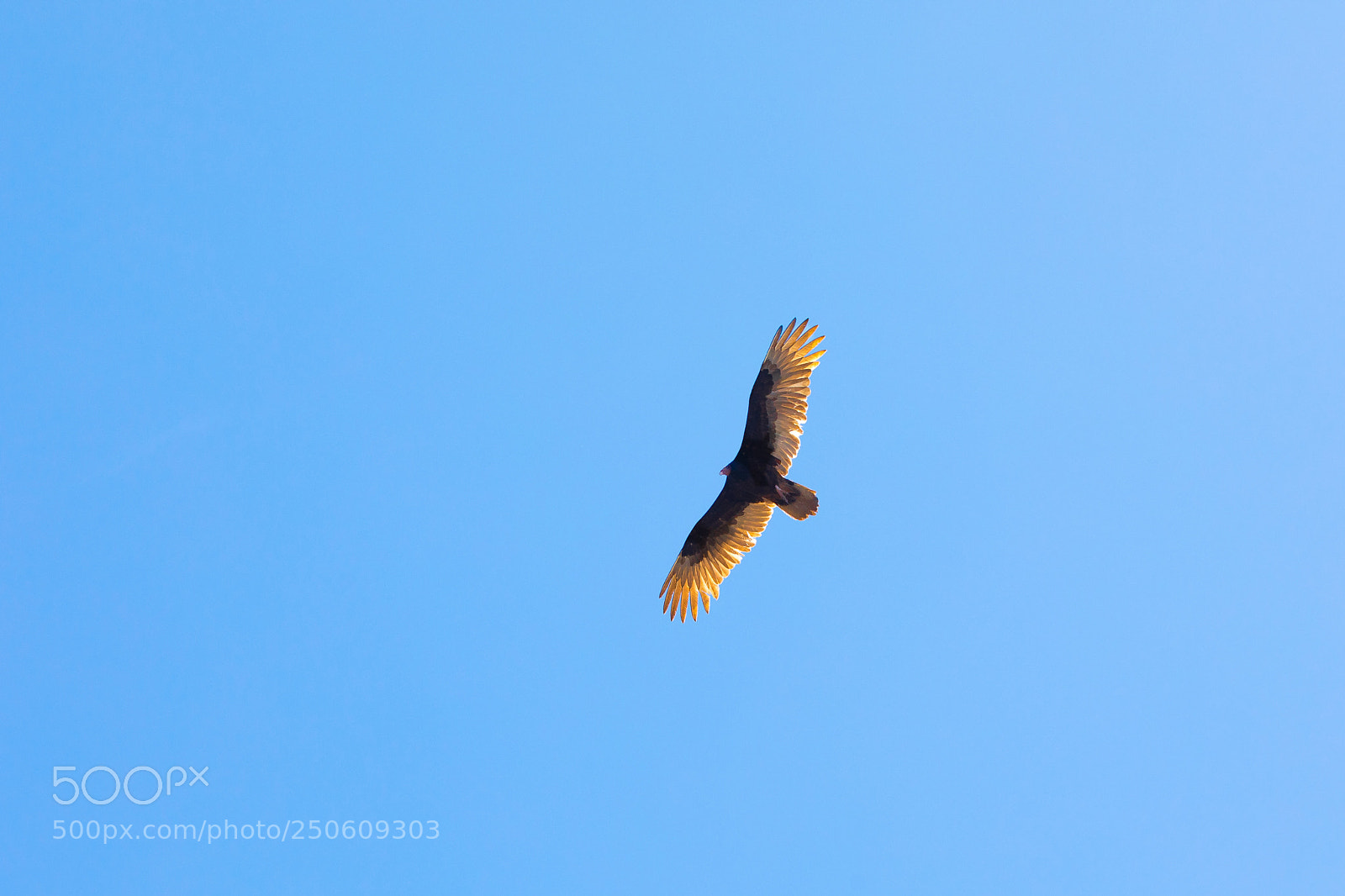 Canon EOS 5D Mark IV sample photo. Hawk photography