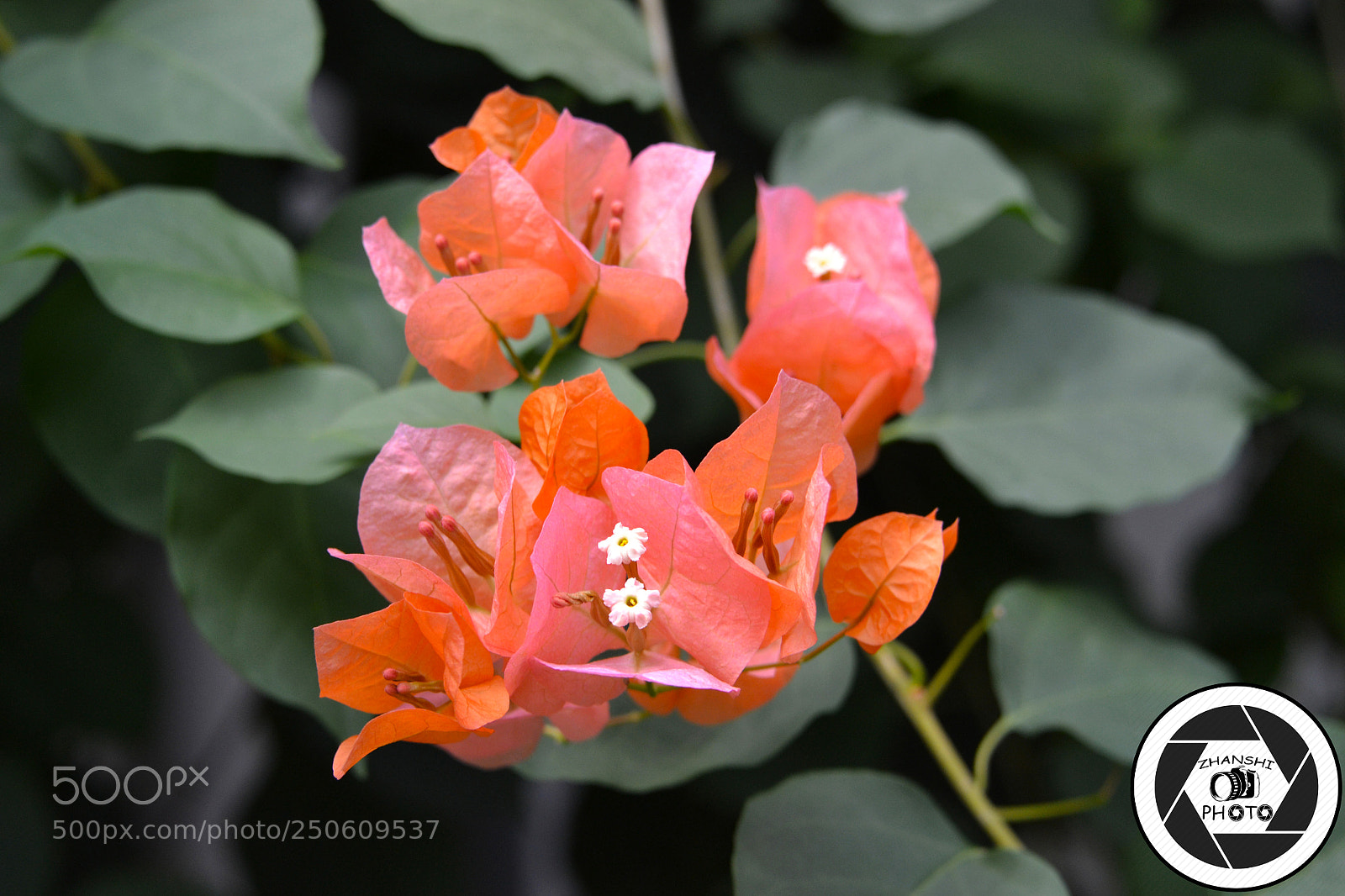 Nikon D3100 sample photo. Flower photography