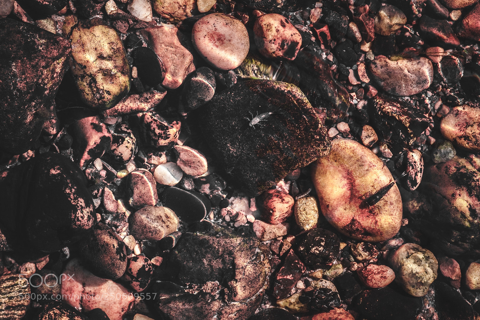 Canon EOS-1D Mark III sample photo. Underwater texture and flora photography