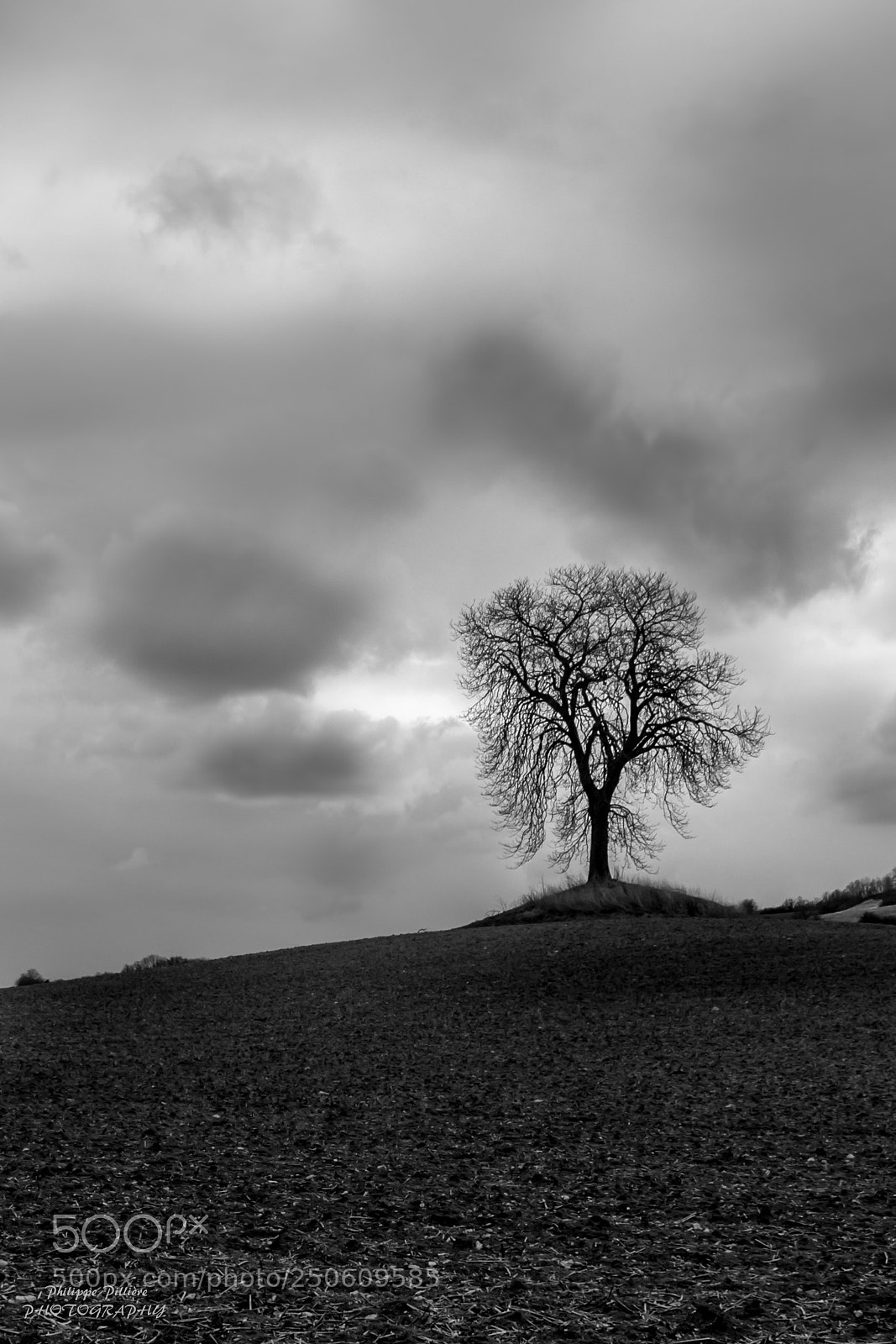 Canon EOS 70D sample photo. Arbre solitaire monochrome photography