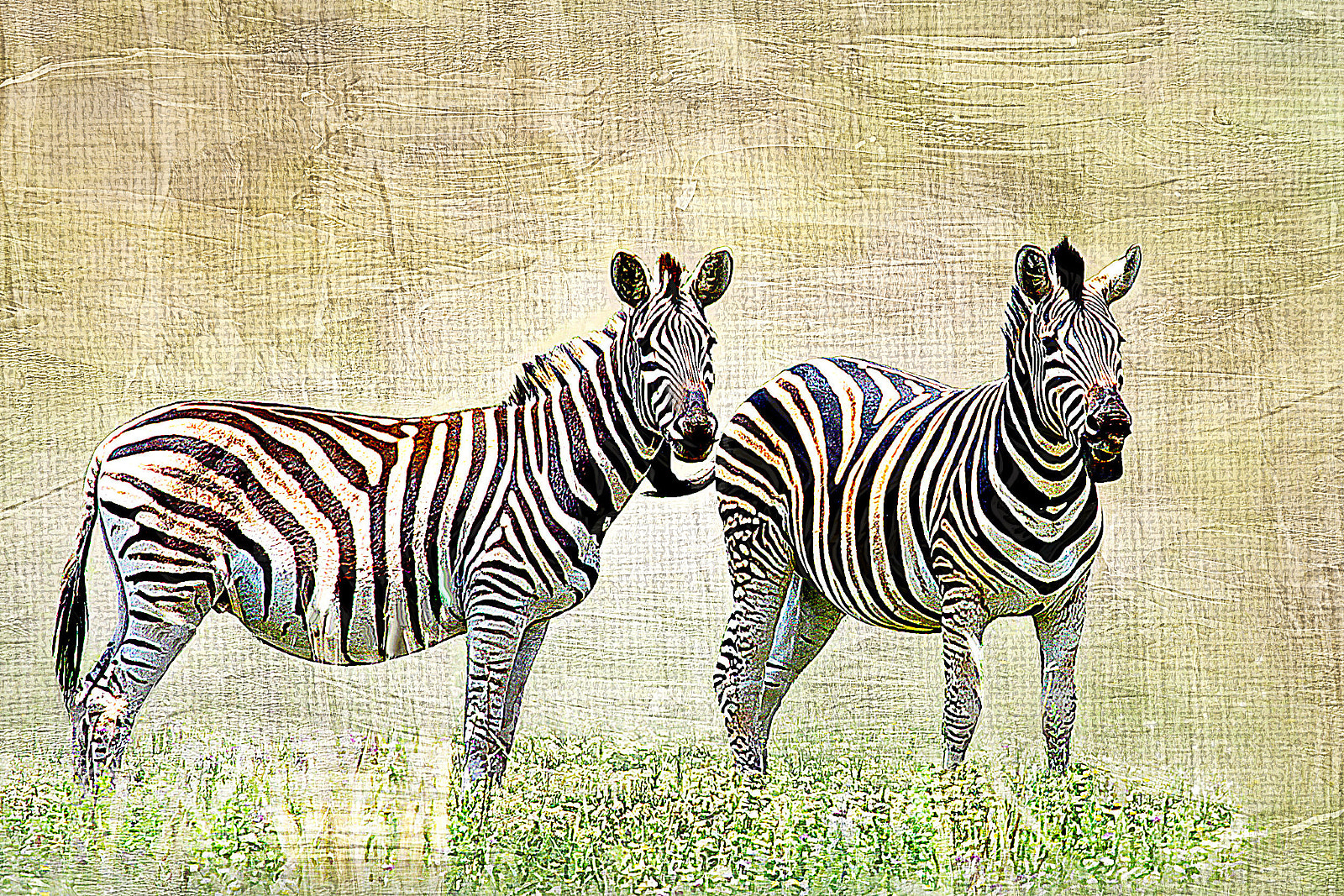 Canon EOS 50D sample photo. Zebras photography