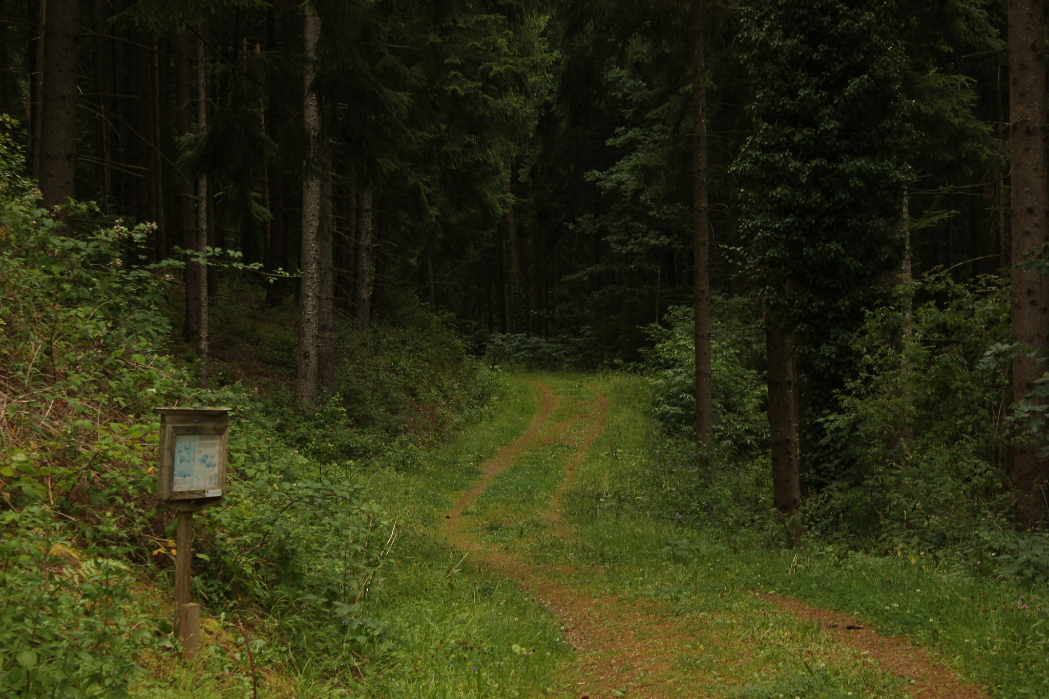 Canon EF-S 18-55mm F3.5-5.6 III sample photo. Forest path 3 photography