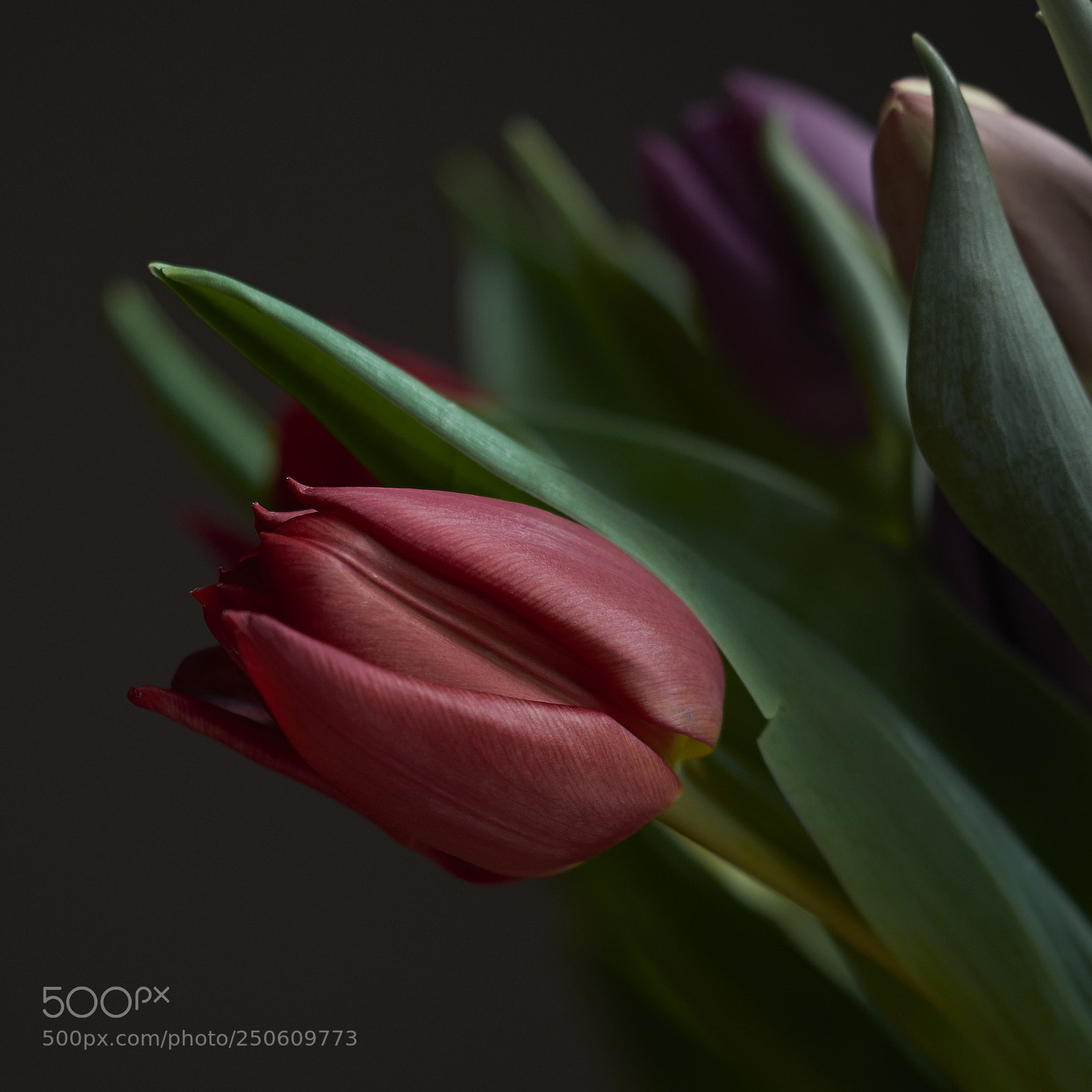 Nikon D7200 sample photo. Red photography