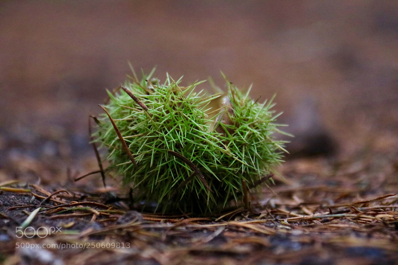 Canon EOS M3 sample photo. Untitled photography