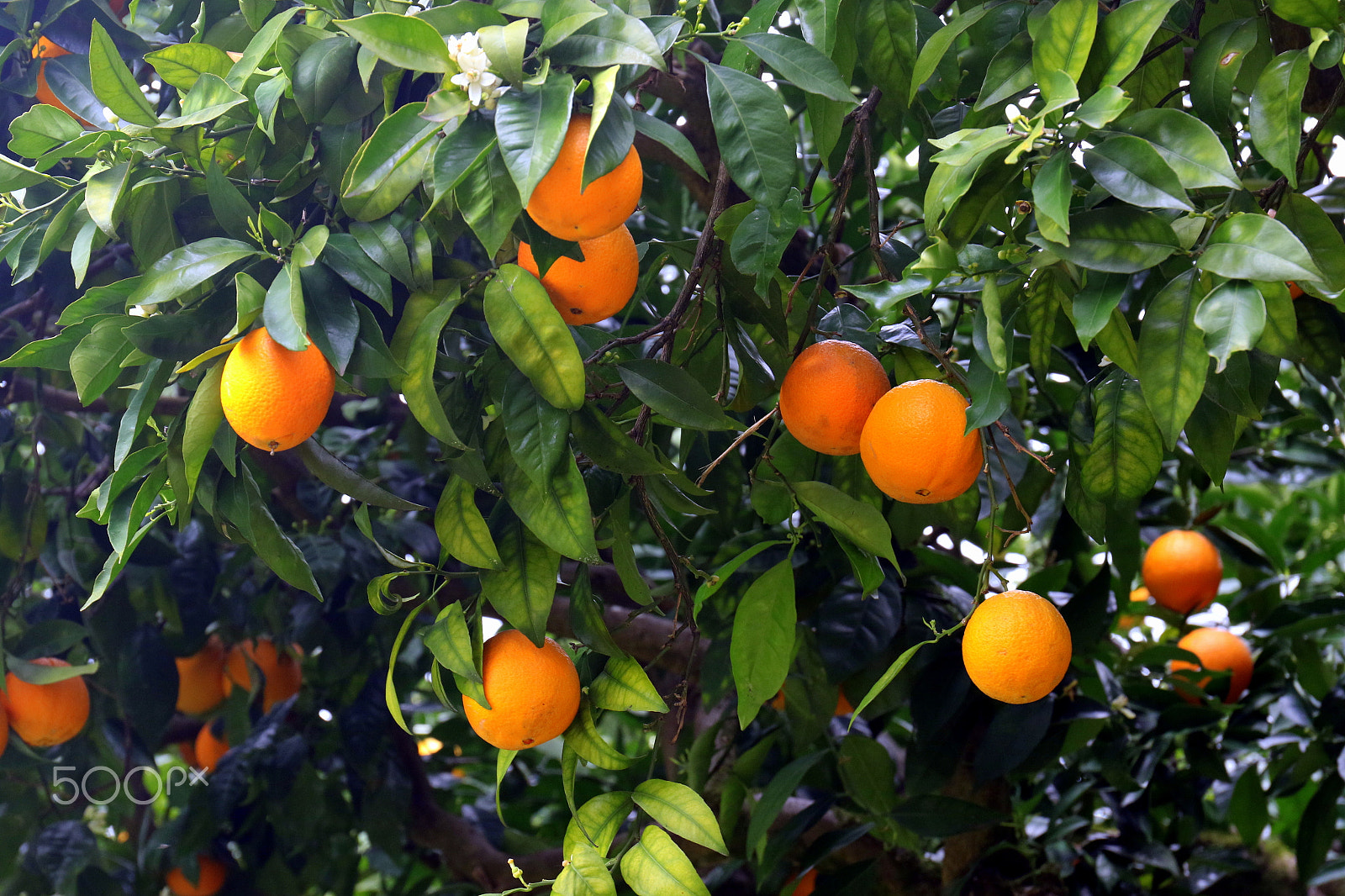 Canon EF 24-70mm F4L IS USM sample photo. Oranges photography