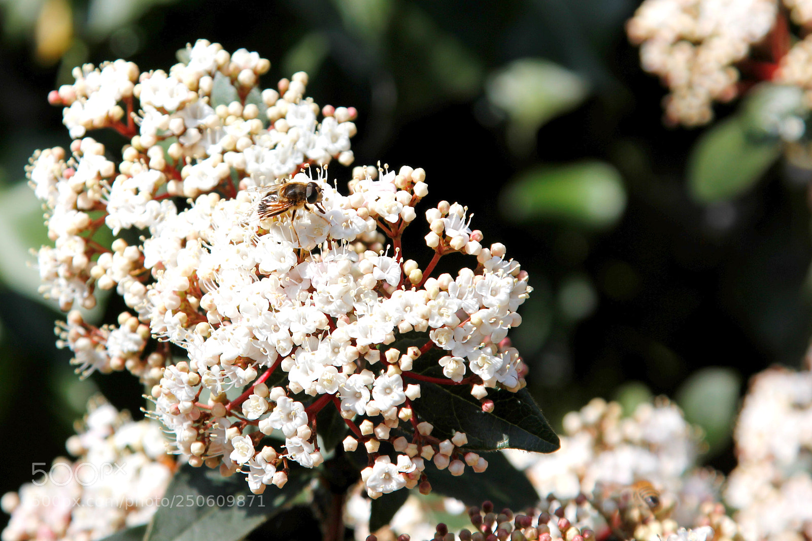Canon EOS 600D (Rebel EOS T3i / EOS Kiss X5) sample photo. Honeybee and blossom photography