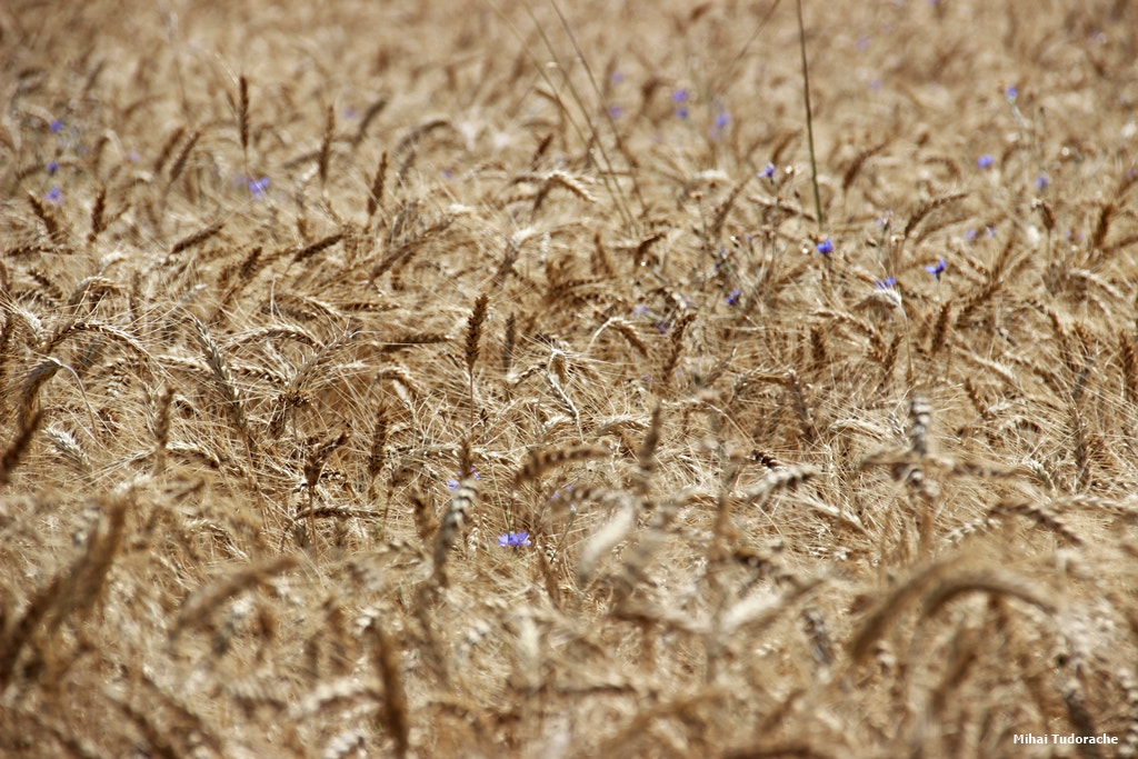 Sigma 18-250mm F3.5-6.3 DC OS HSM sample photo. Gold photography
