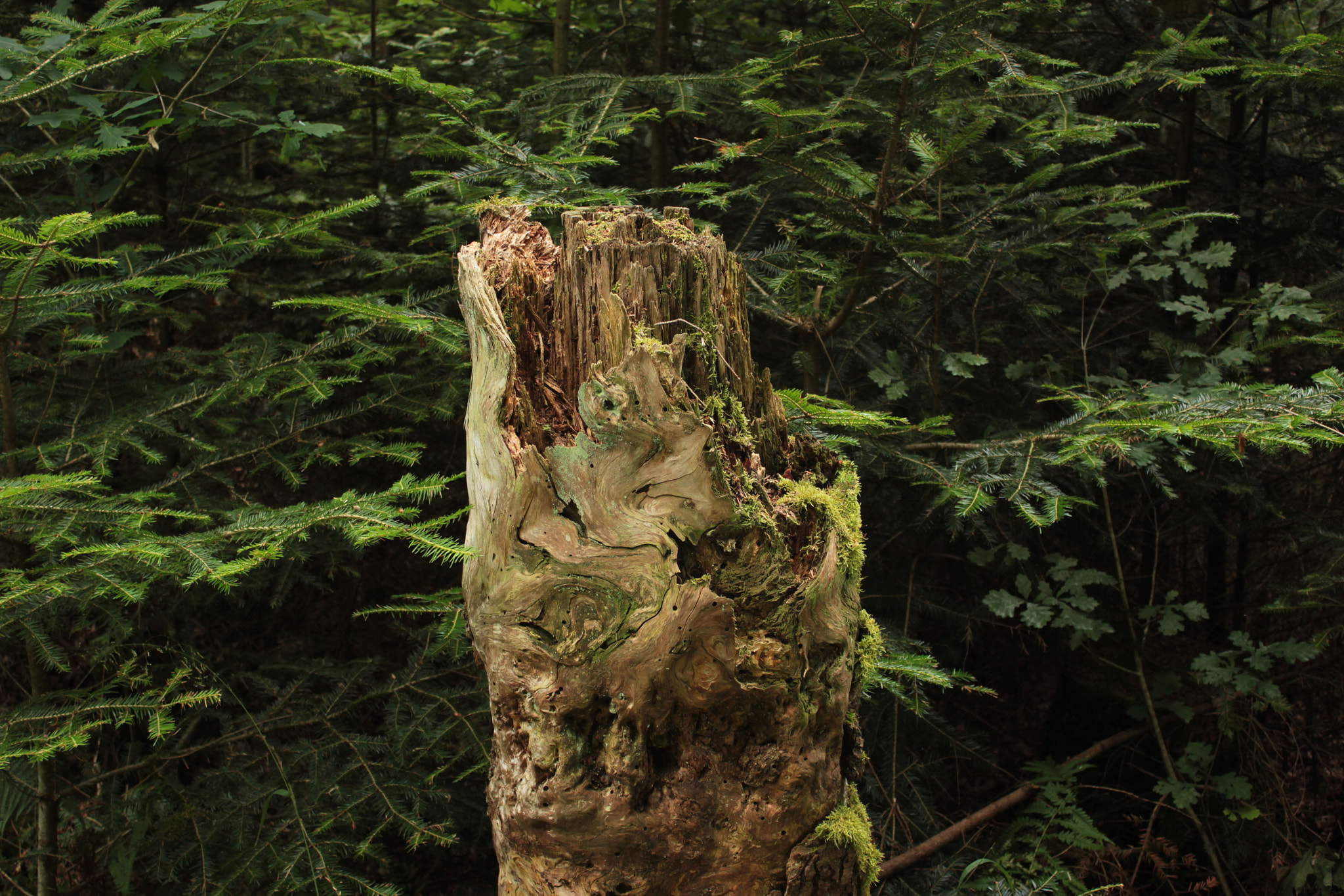 Canon EF-S 18-55mm F3.5-5.6 III sample photo. Bfo photography
