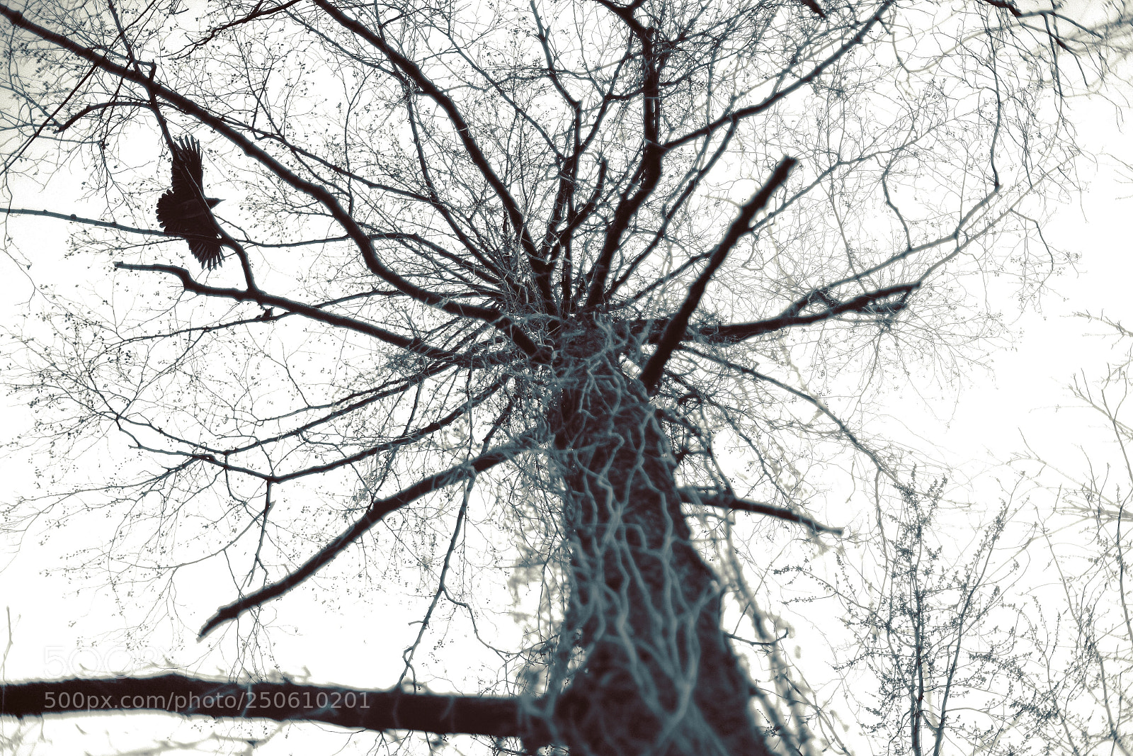 Nikon D800 sample photo. Winter/spring photography