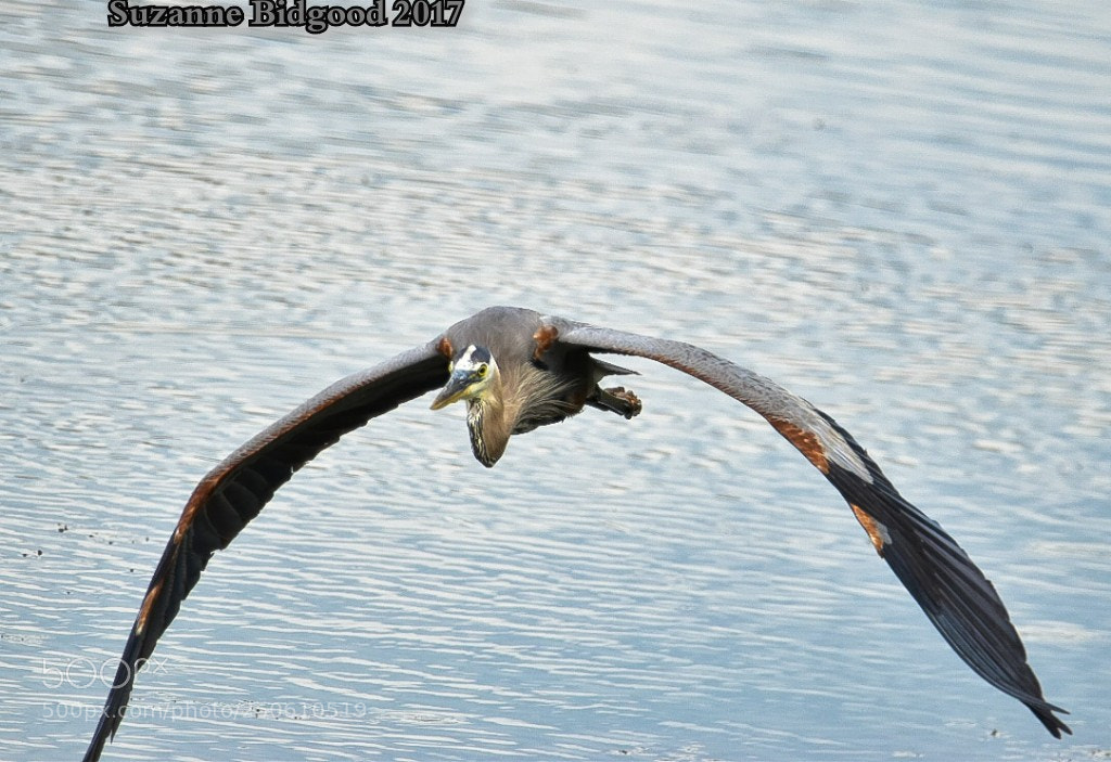 Nikon D5500 sample photo. Incoming great blue heron photography