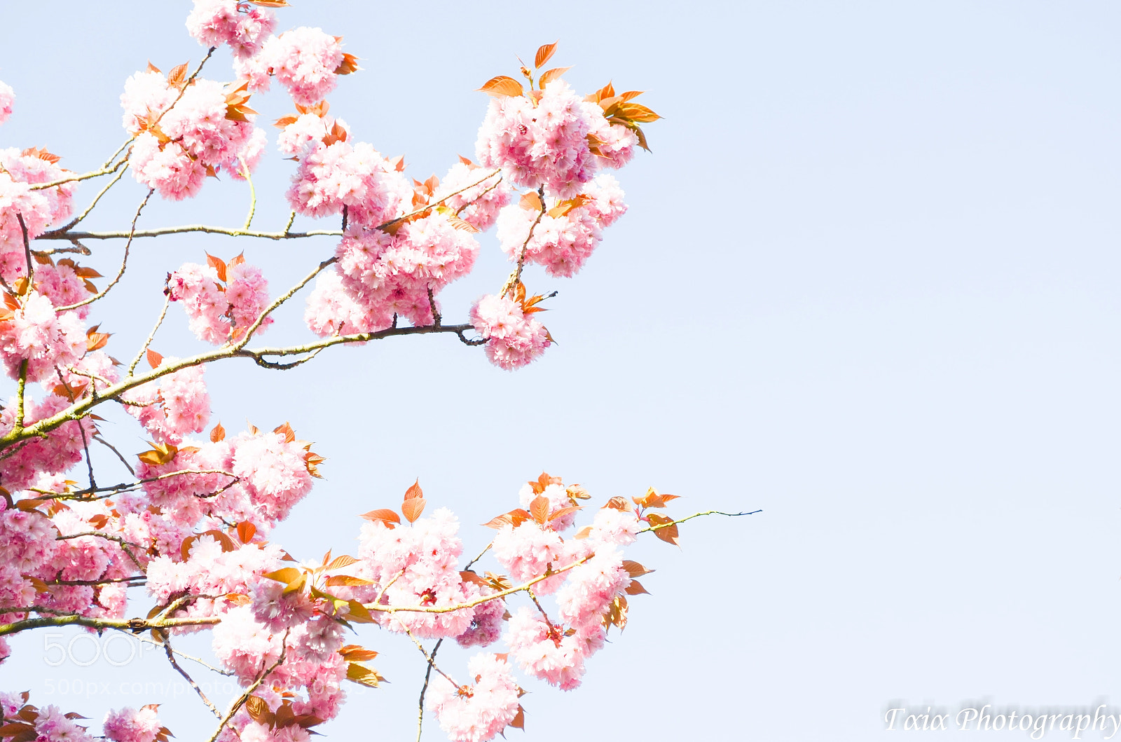 Nikon D5100 sample photo. Untitled photography
