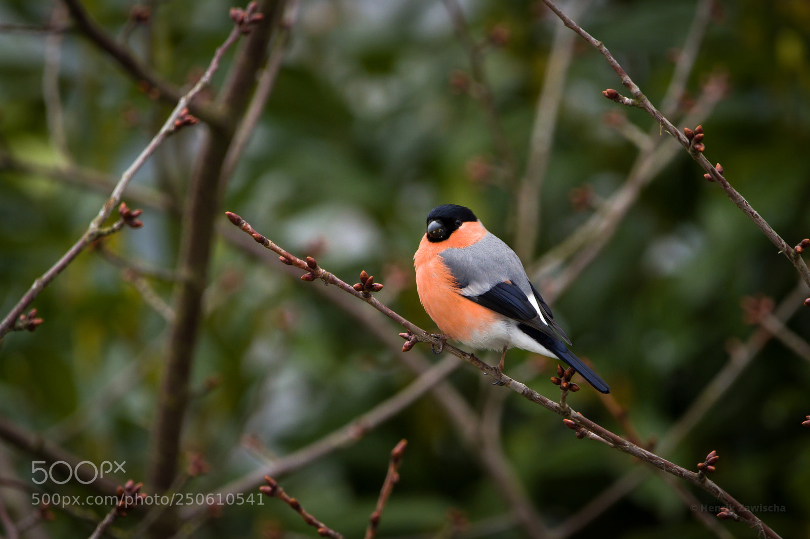 Canon EOS 7D sample photo. Delicious buds photography