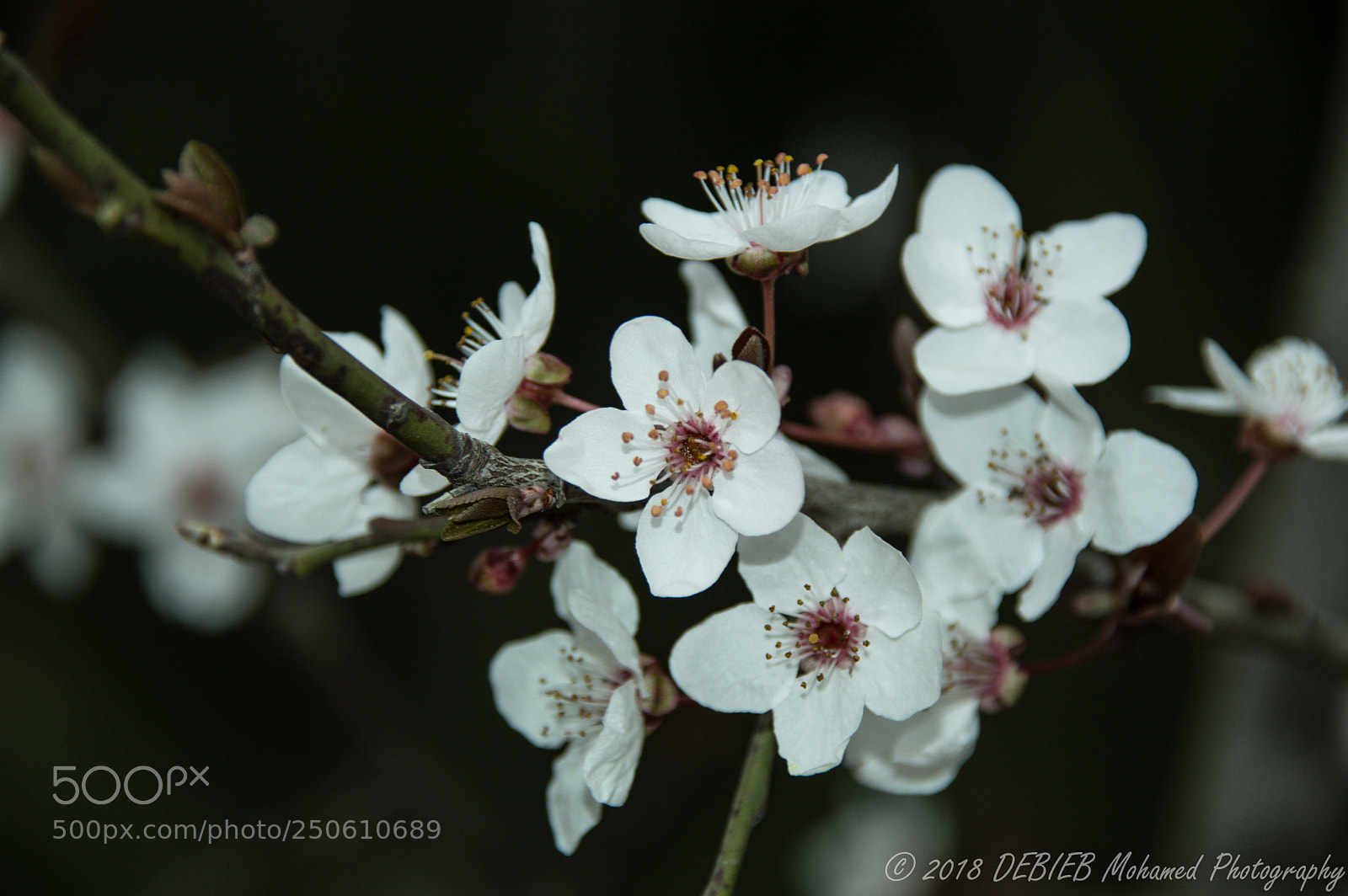 Nikon D3200 sample photo. Flowers 2 photography