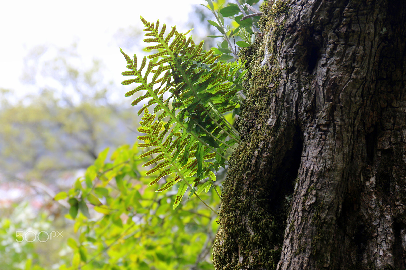 Canon EF 24-70mm F4L IS USM sample photo. Tree photography
