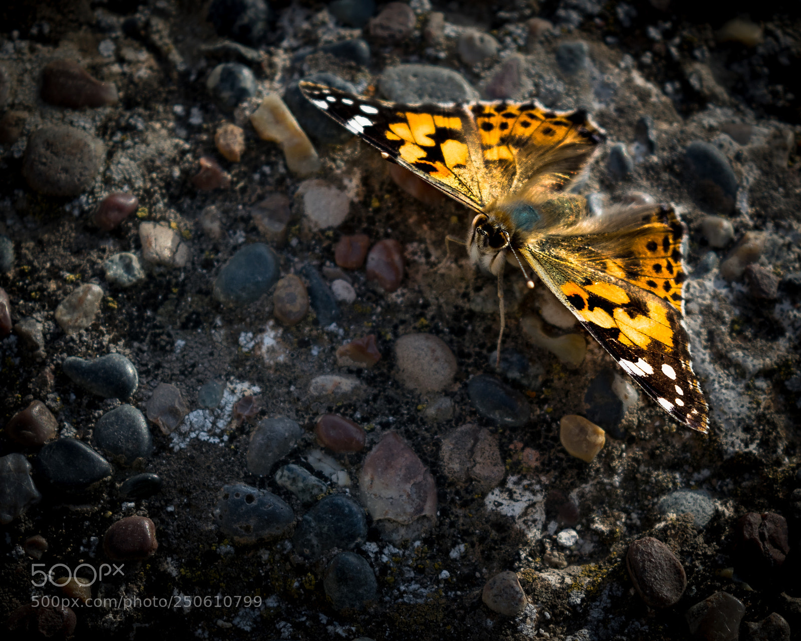 Nikon D5300 sample photo. Beautiful butterfly! photography