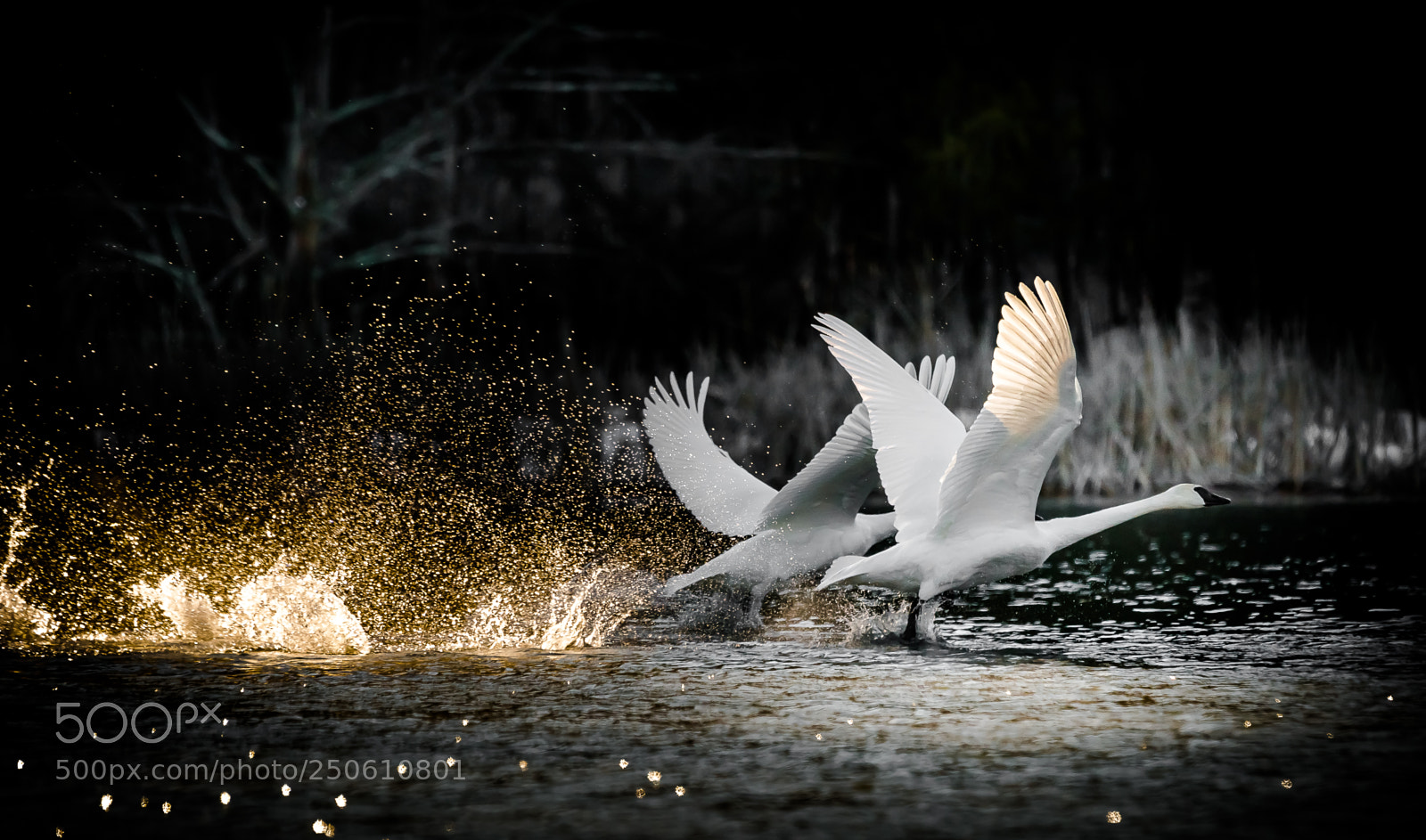 Sony SLT-A99V sample photo. Fly away photography