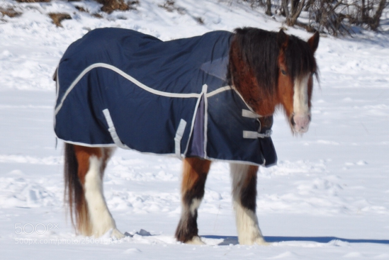 Nikon D5000 sample photo. Winter coat photography