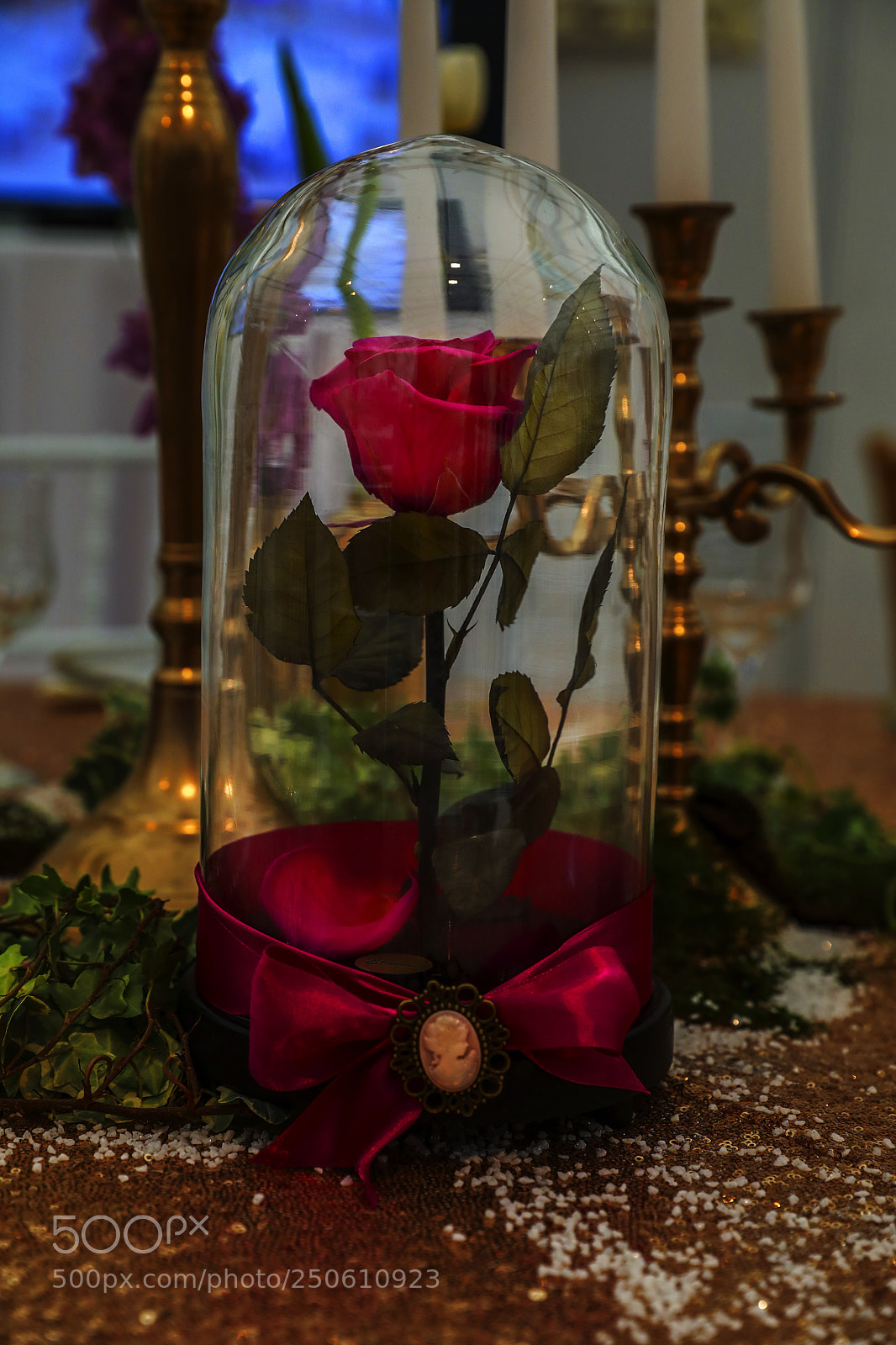 Canon EOS 5D Mark IV sample photo. Rose photography
