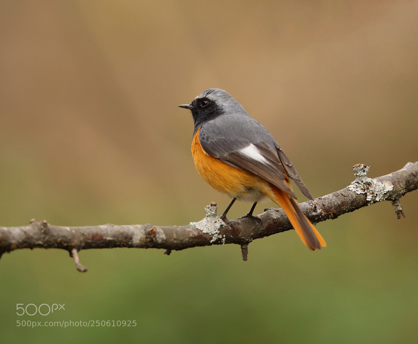 Canon EOS 5D Mark IV sample photo. Hodgson's redstart photography