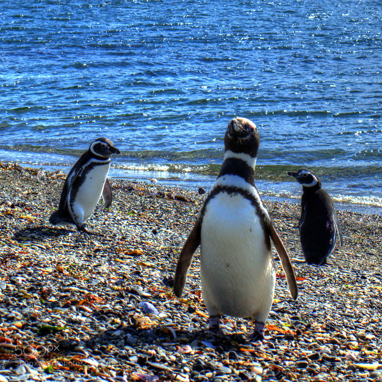Canon EOS 600D (Rebel EOS T3i / EOS Kiss X5) sample photo. Patagonian penguin ready to photography