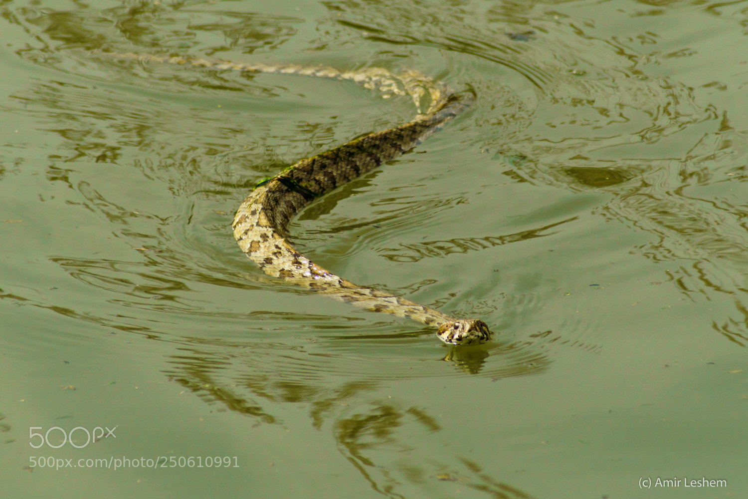 Sony a6500 sample photo. A swimming viper photography