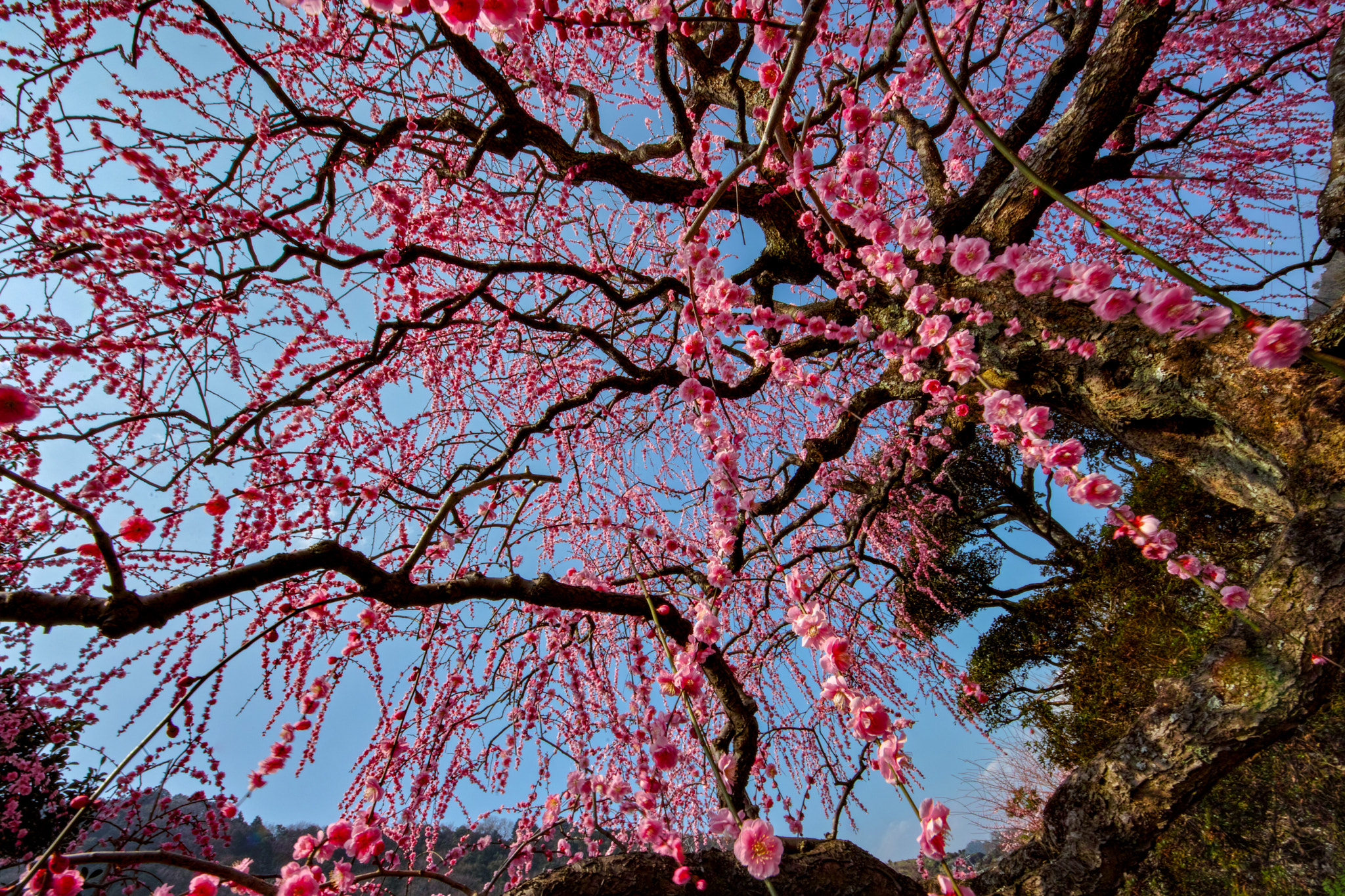 Sigma SD1 Merrill sample photo. Ume vii photography