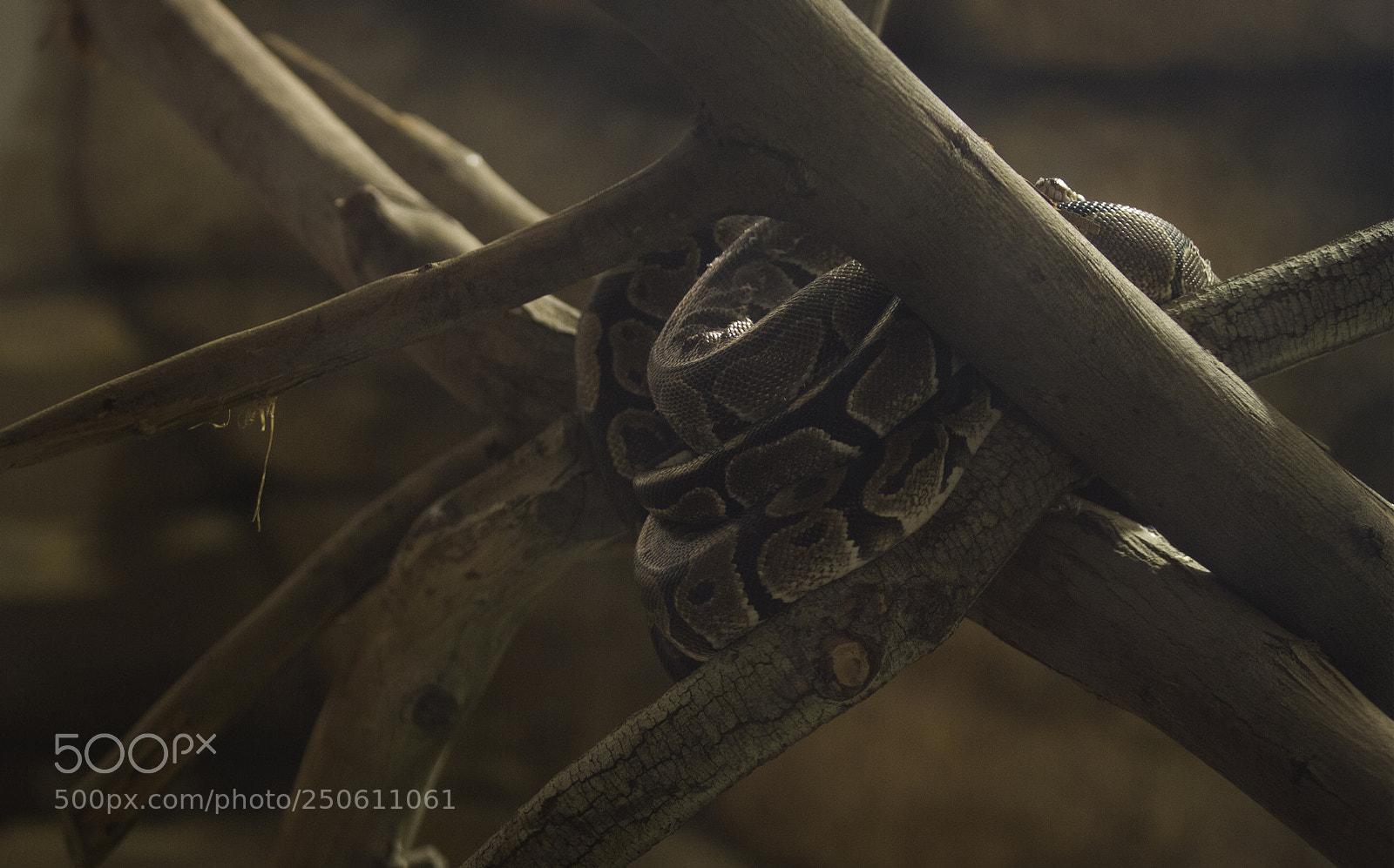 Canon EOS 7D sample photo. Snake photography
