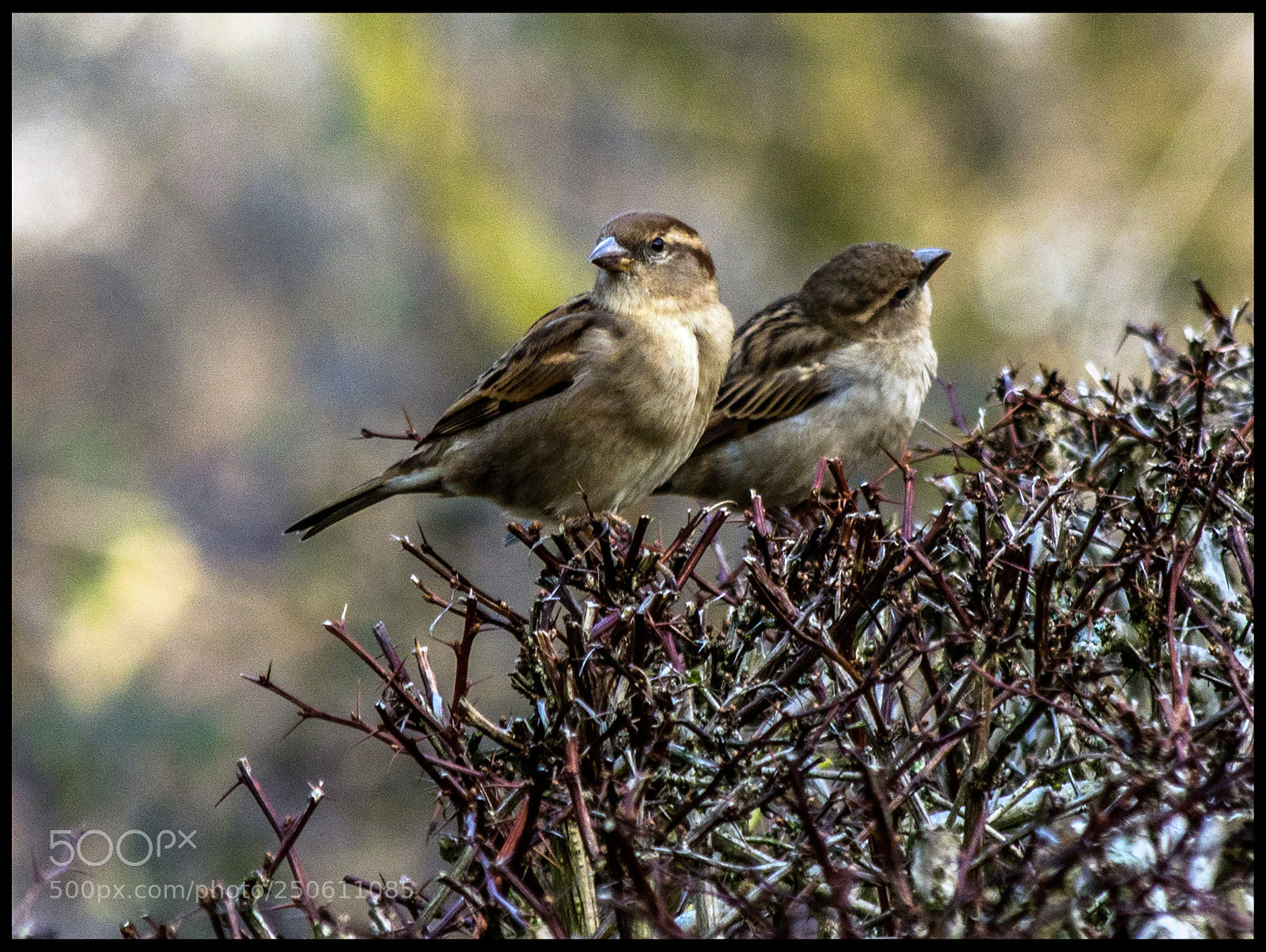 Canon EOS 7D Mark II sample photo. 2 mignons  piafs photography