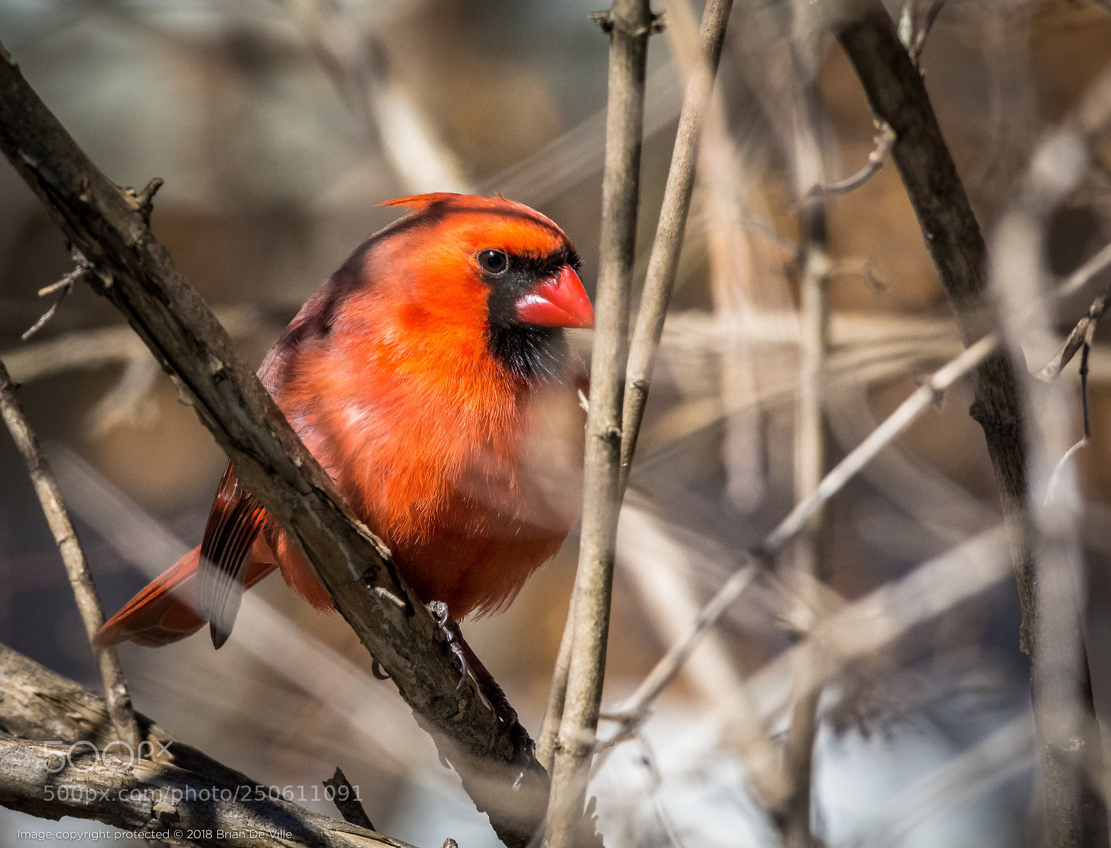 Nikon D7100 sample photo. Cardinal photography