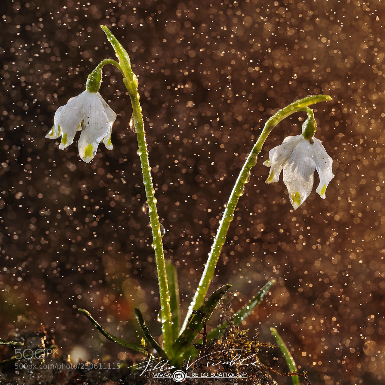 Canon EOS 5D Mark IV sample photo. Spring bells photography