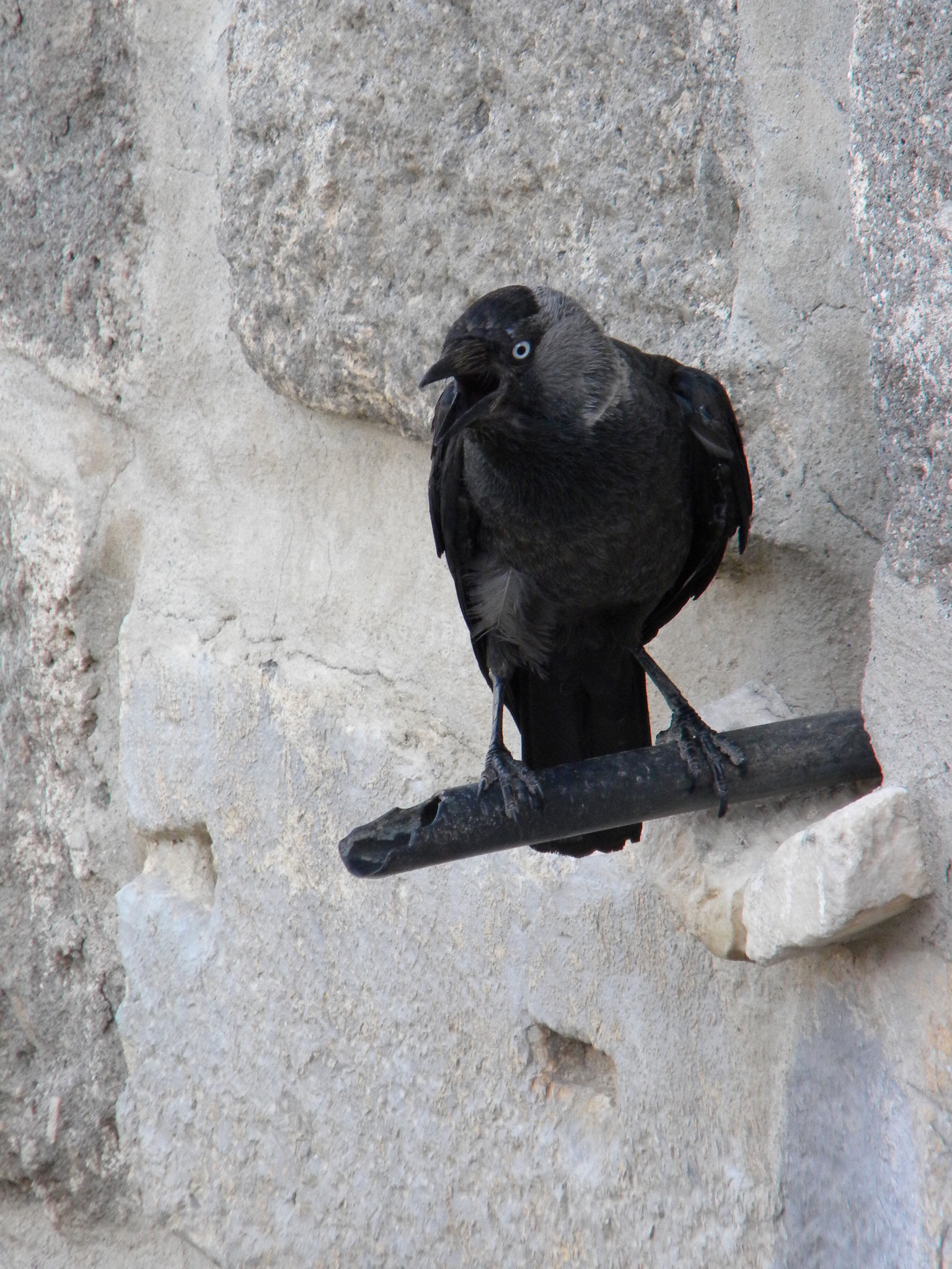 Nikon Coolpix L100 sample photo. The crow photography