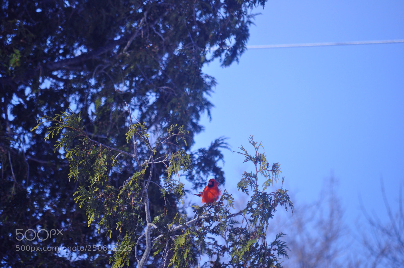 Nikon D5000 sample photo. A beautiful visitor photography