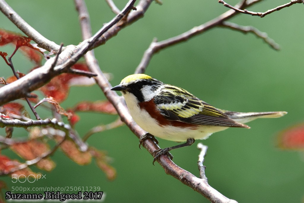 Nikon D5500 sample photo. Chesnut sided warbler photography