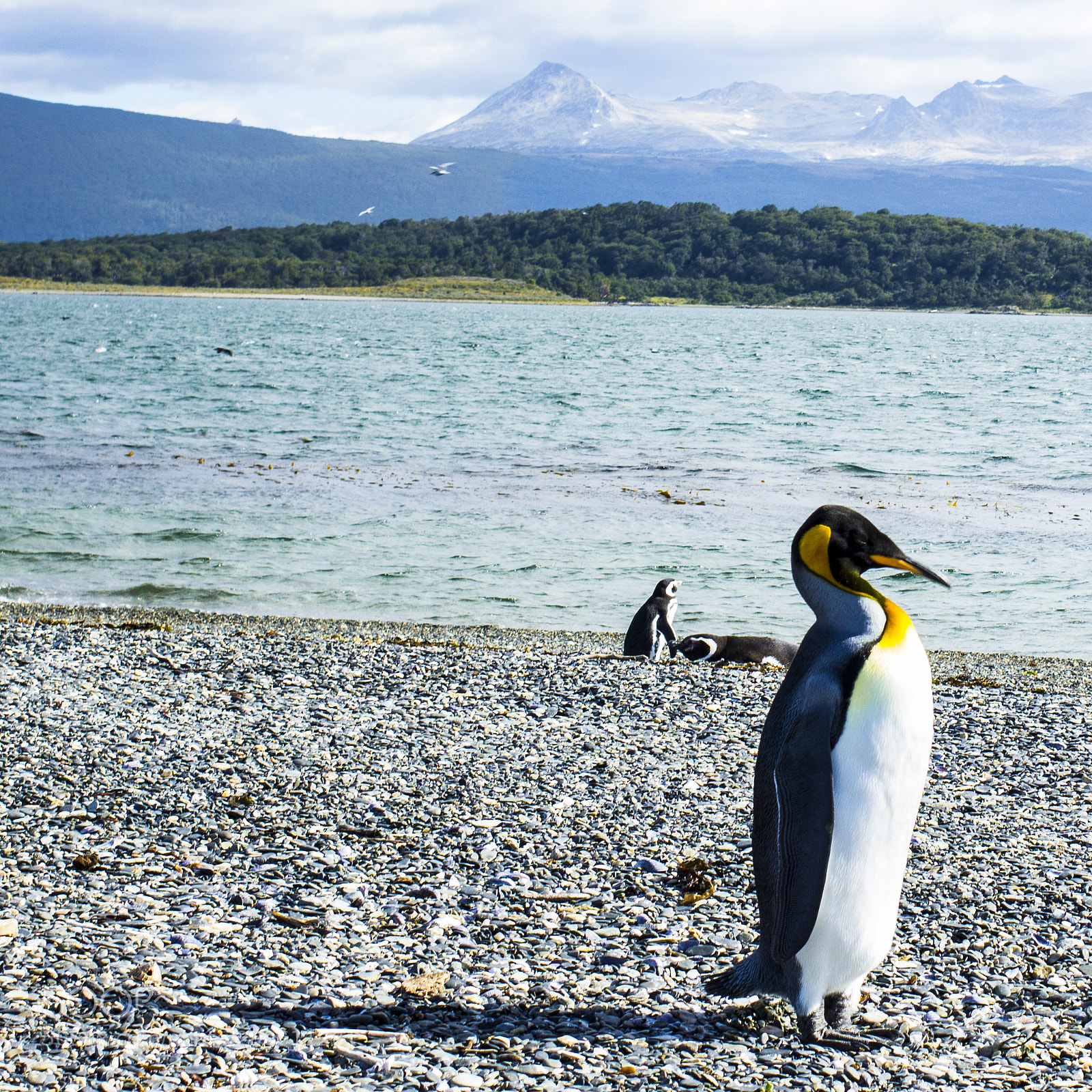 Canon EOS 600D (Rebel EOS T3i / EOS Kiss X5) sample photo. Emperor penguin solo walk photography