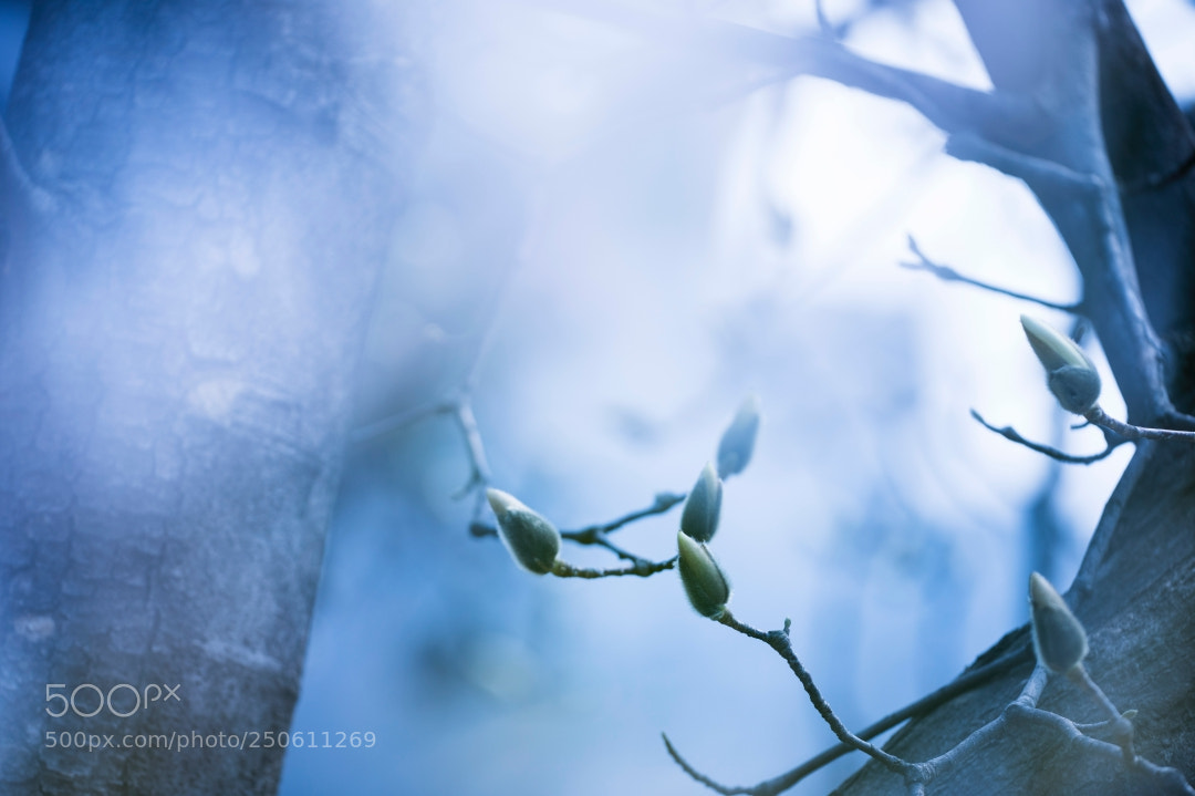 Canon EOS 5D Mark IV sample photo. Early spring landscape of photography