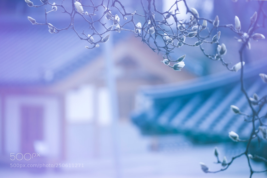 Canon EOS 5D Mark IV sample photo. Early spring landscape of photography