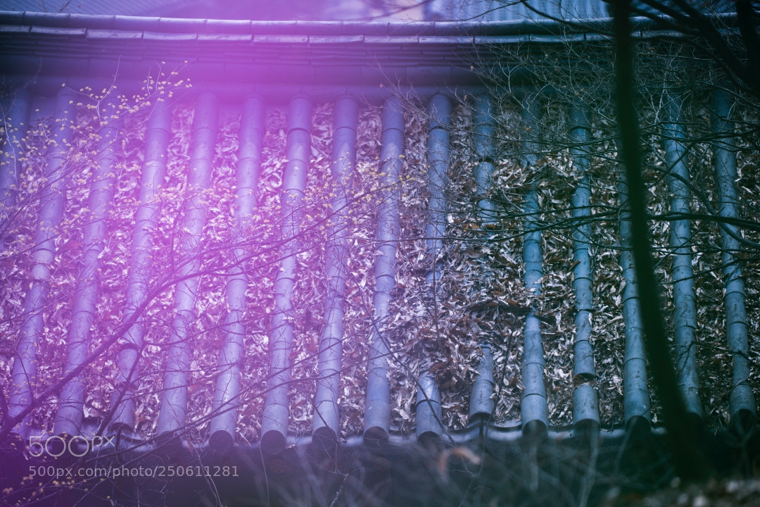 Canon EOS 5D Mark IV sample photo. Early spring landscape of photography