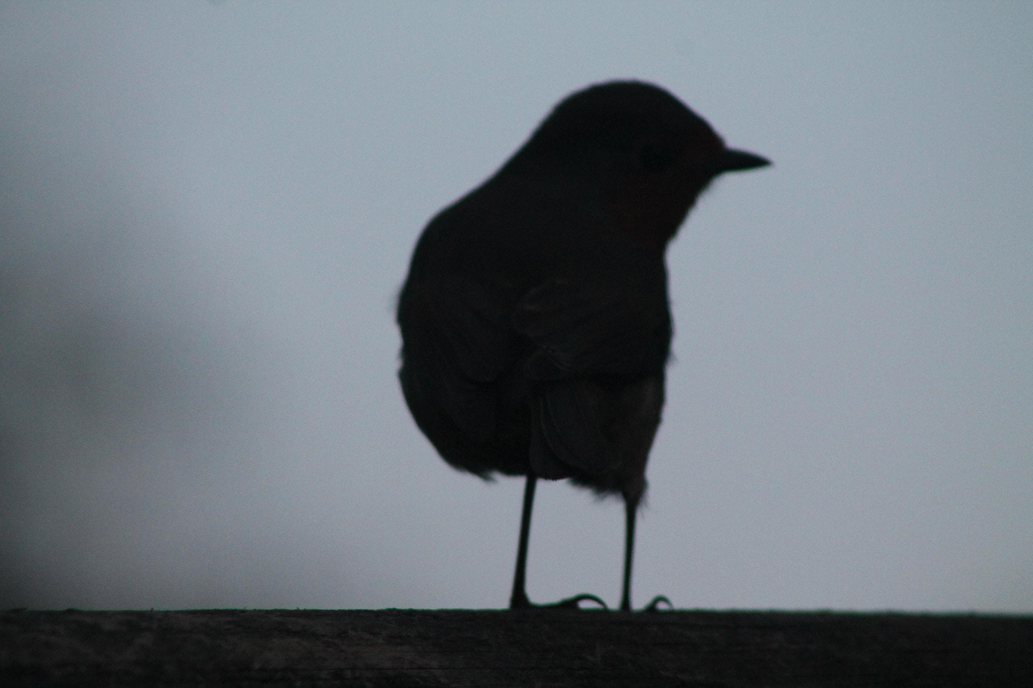 Canon EF 75-300mm f/4-5.6 sample photo. Robin silhouette photography
