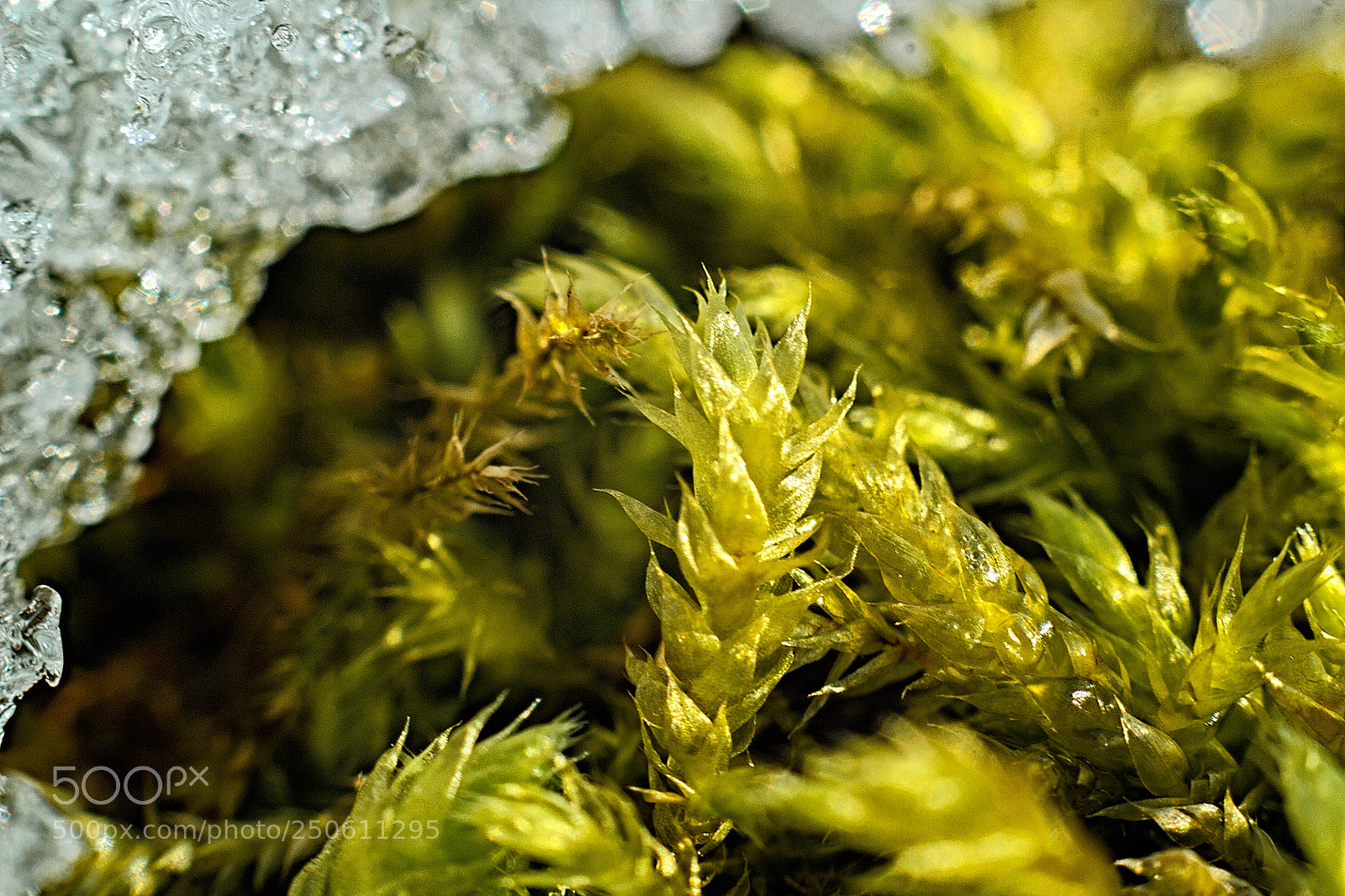 Canon EOS 60D sample photo. Spring in a macro photography