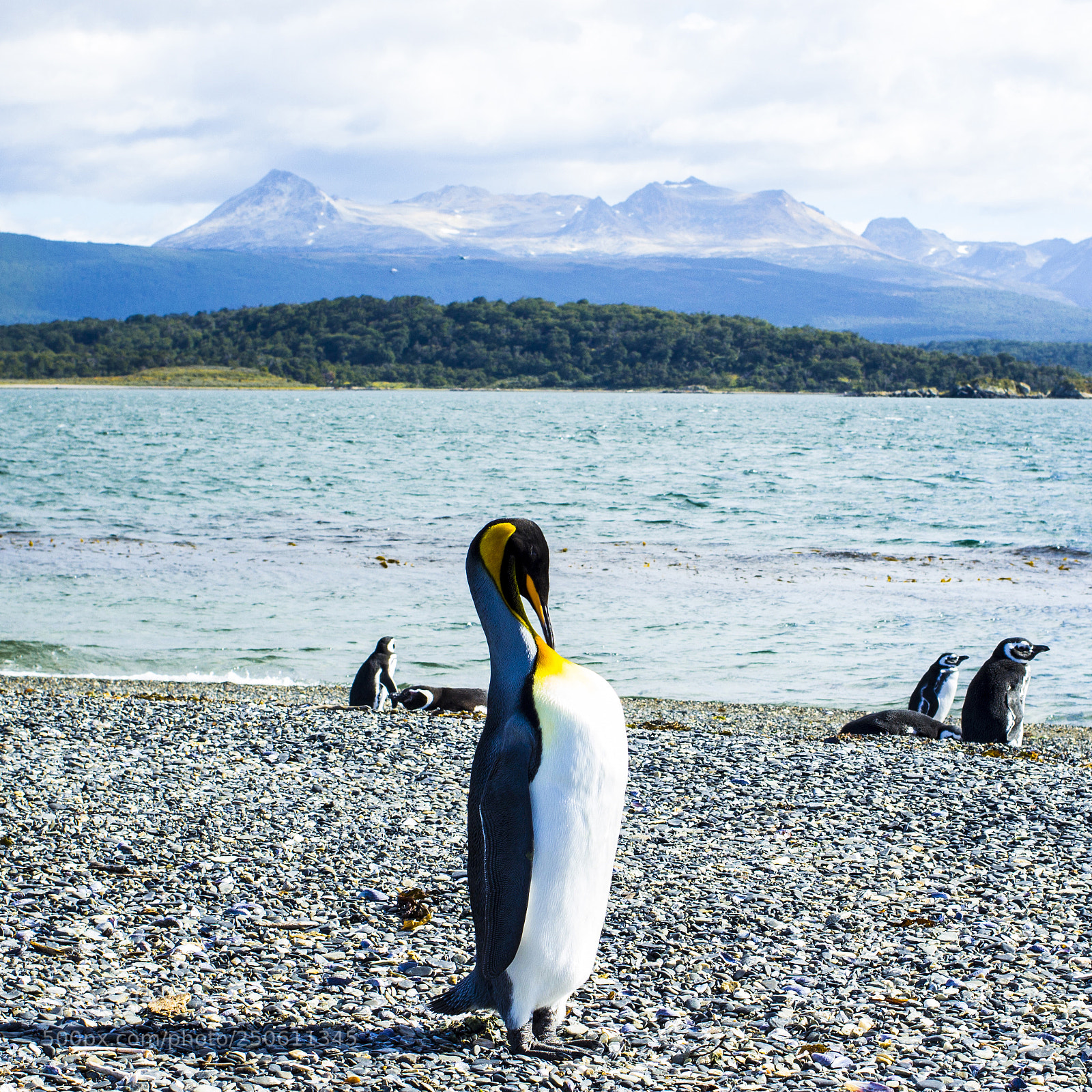 Canon EOS 600D (Rebel EOS T3i / EOS Kiss X5) sample photo. Emperor penguin scratches himself photography