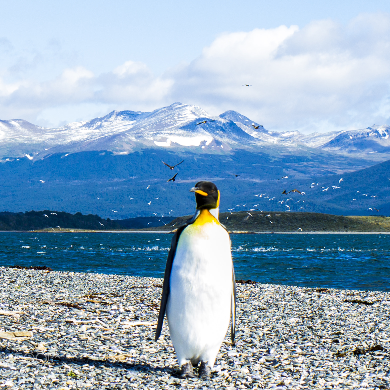 Canon EOS 600D (Rebel EOS T3i / EOS Kiss X5) sample photo. Emperor penguin out for photography