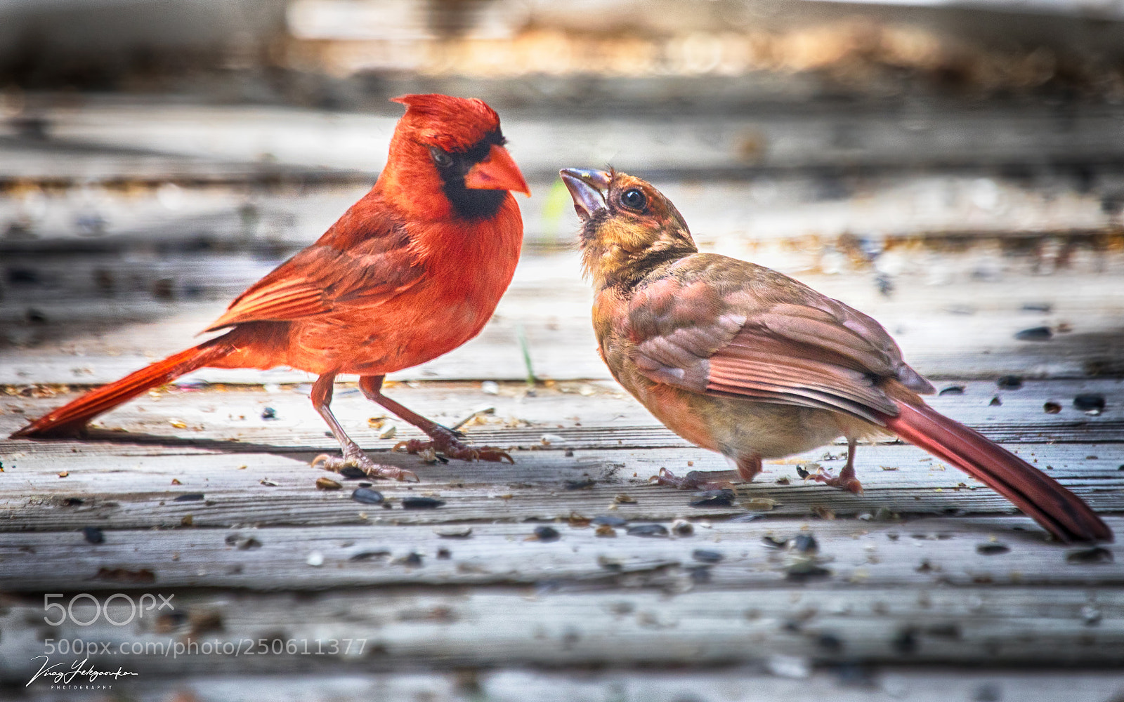 Canon EOS 5D Mark IV sample photo. Feeding time photography