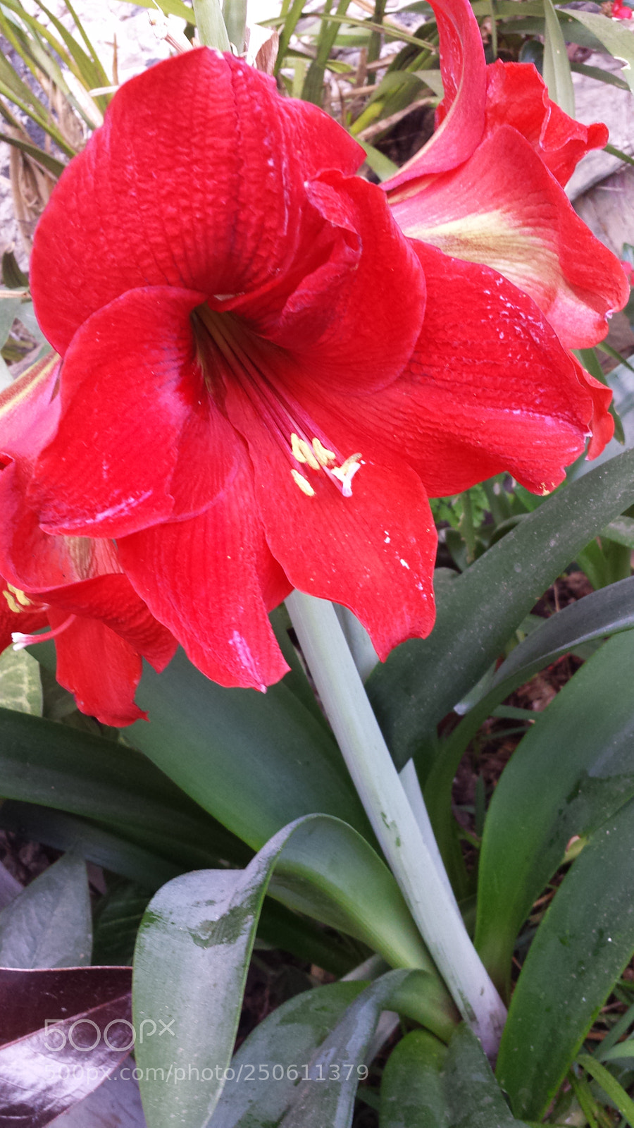 Samsung Galaxy S4 sample photo. Untitled photography