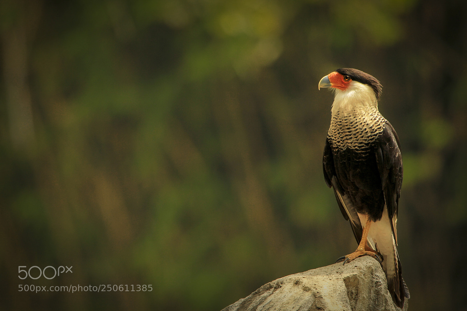 Canon EOS 60D sample photo. Look photography