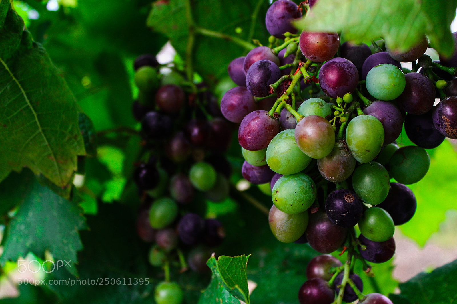 Canon EOS 1200D (EOS Rebel T5 / EOS Kiss X70 / EOS Hi) sample photo. Grapes photography